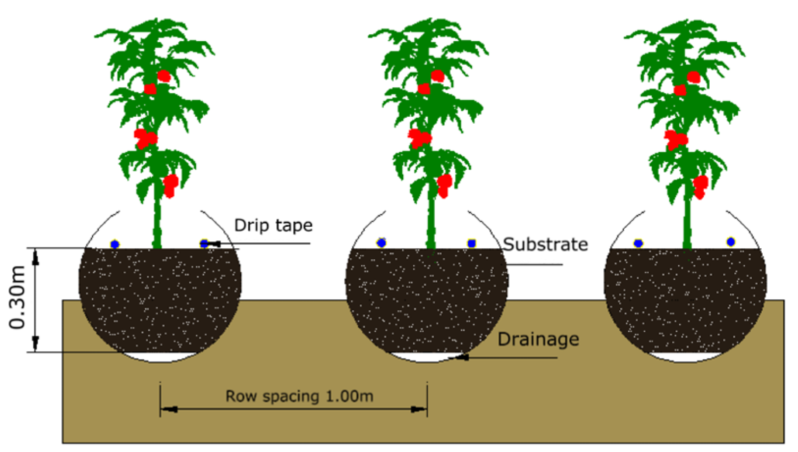 Agronomy 14 02315 g001
