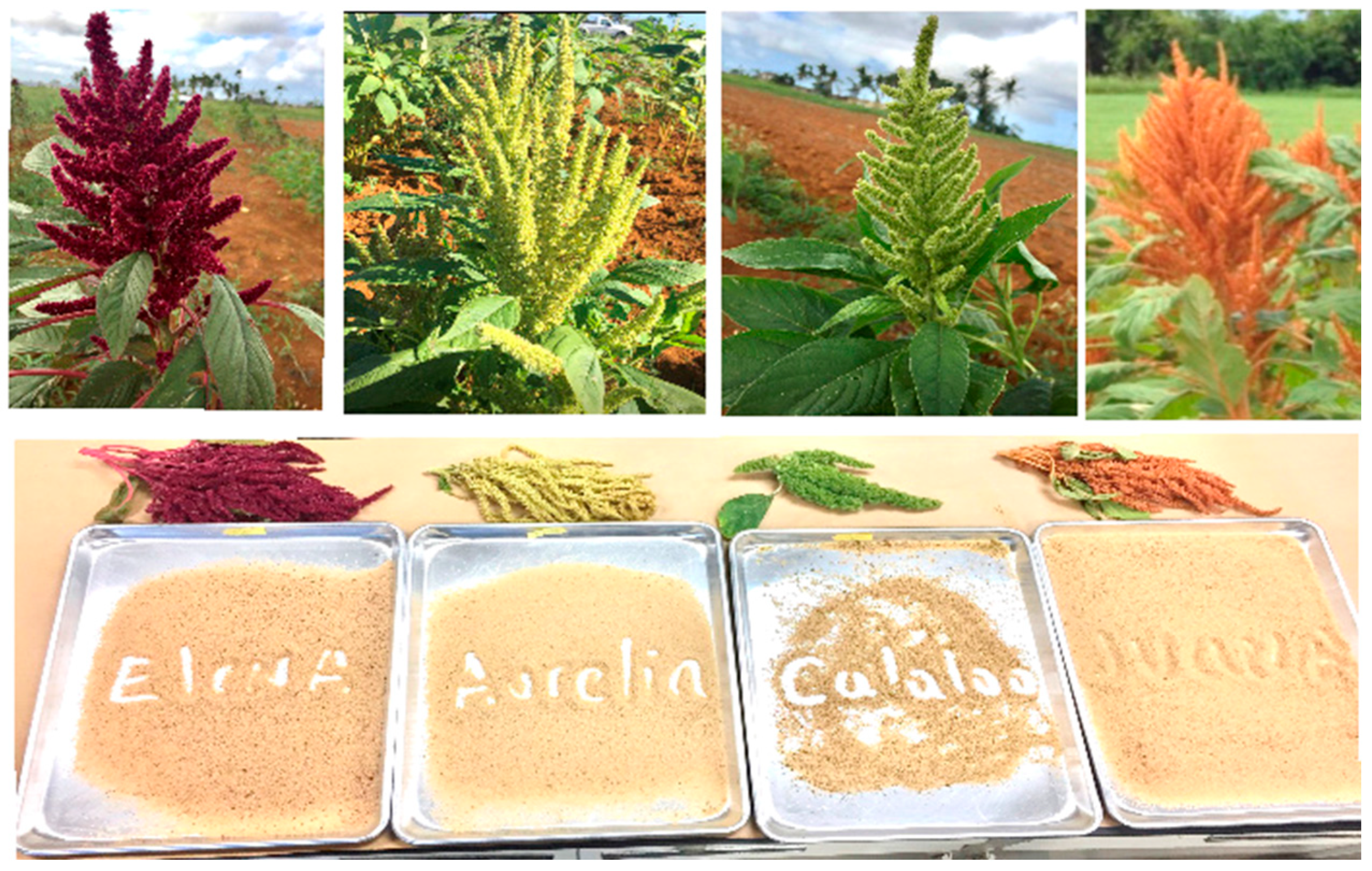 Agronomy 14 02323 g001