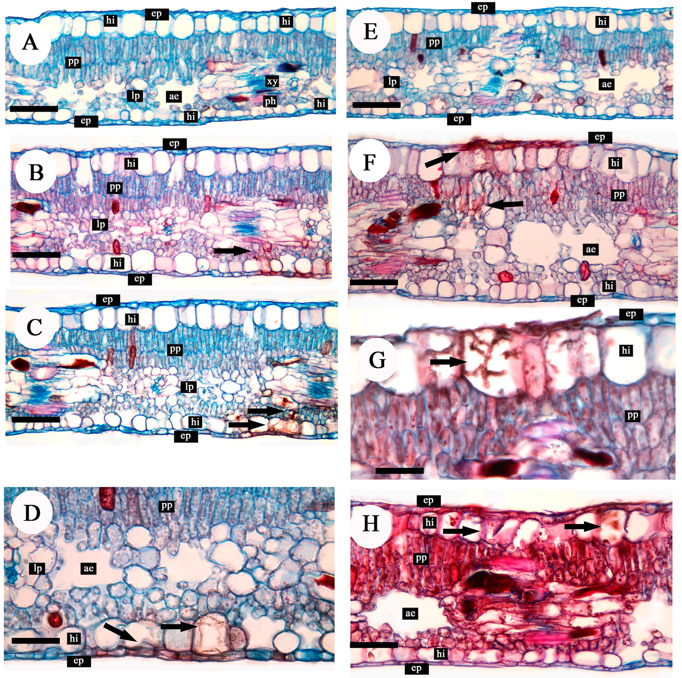 Agronomy 14 02328 g001