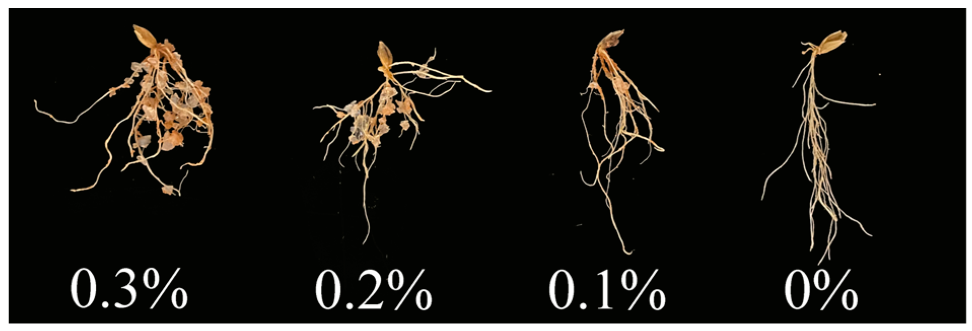 Agronomy 14 02329 g004