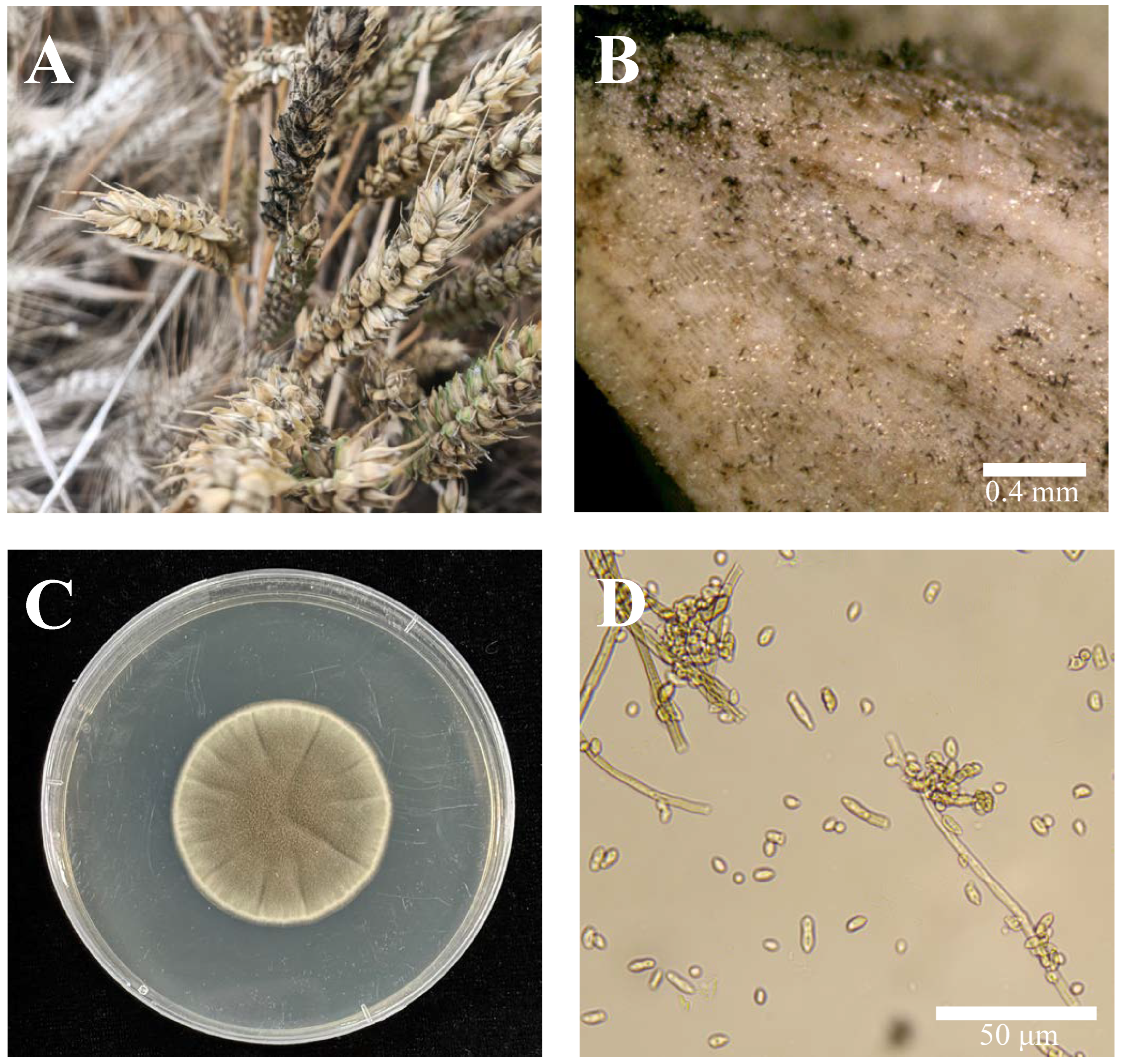 Identification and Biocontrol of Cladosporium Mold Caused by ...