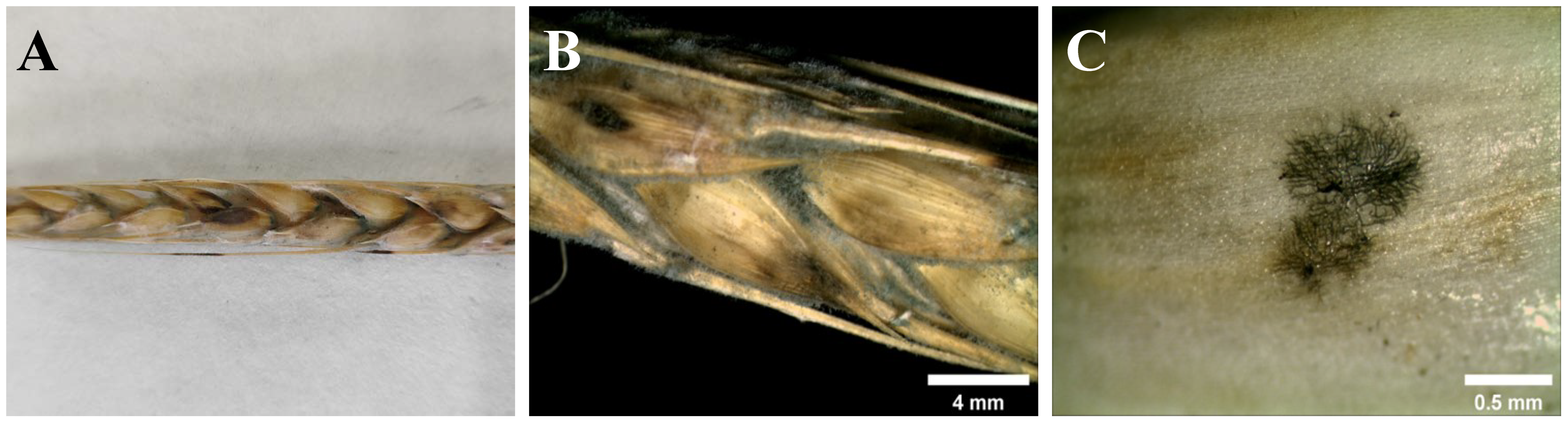 Agronomy 14 02330 g003