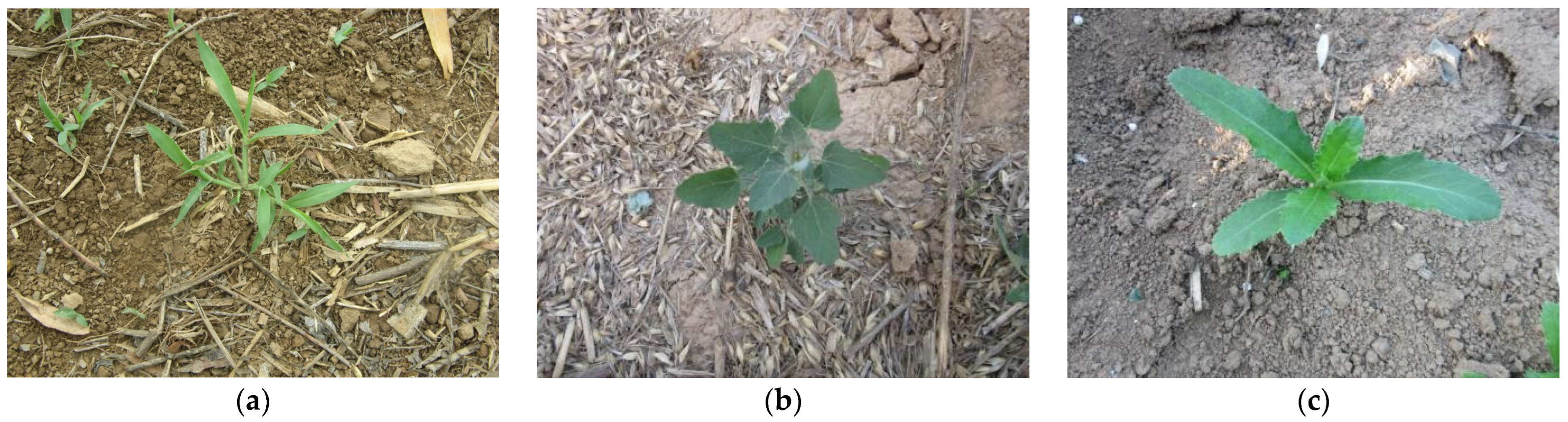 Agronomy 14 02355 g001a