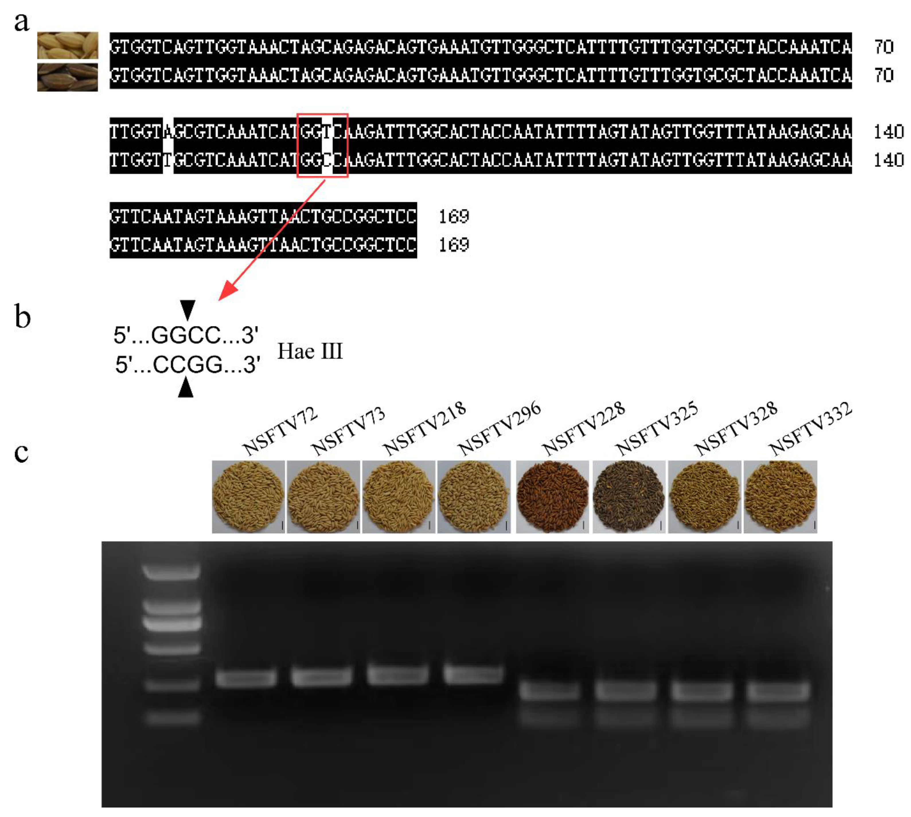Agronomy 14 02357 g006