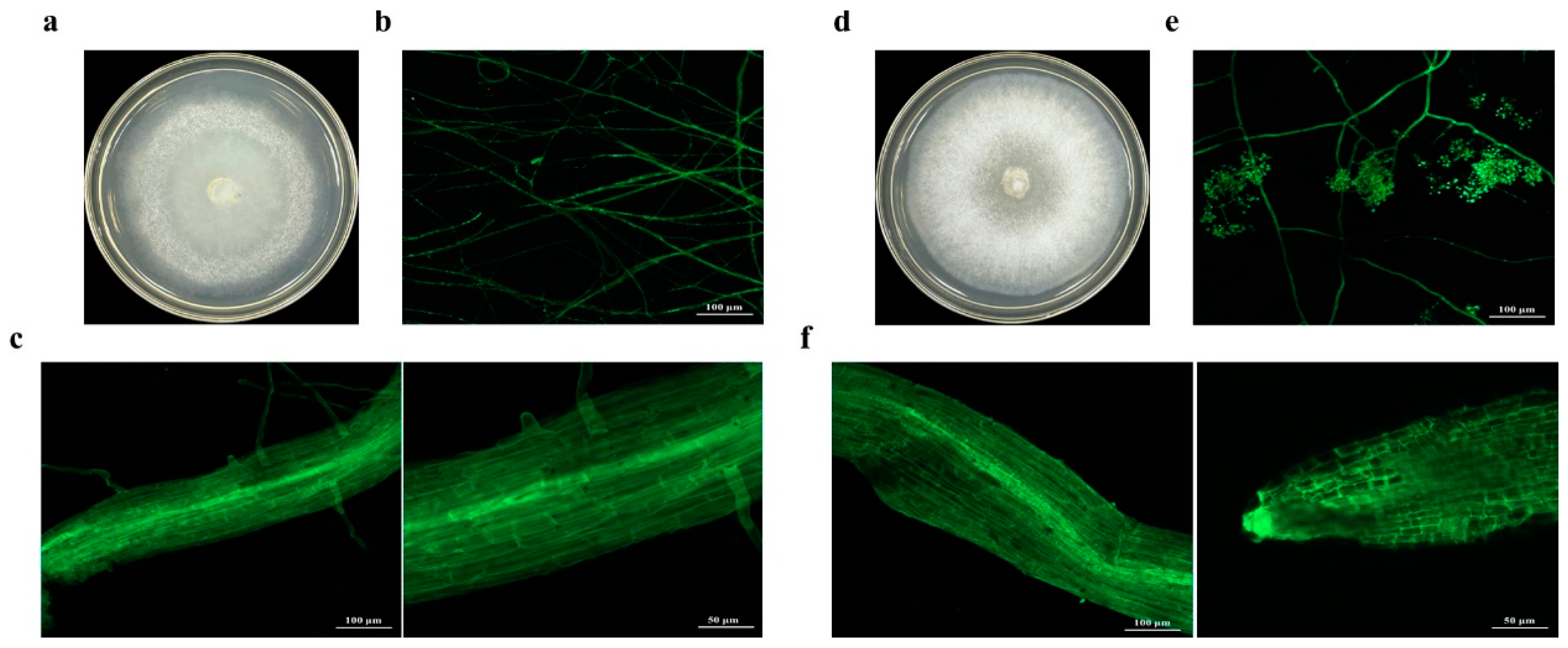 Agronomy 14 02358 g002