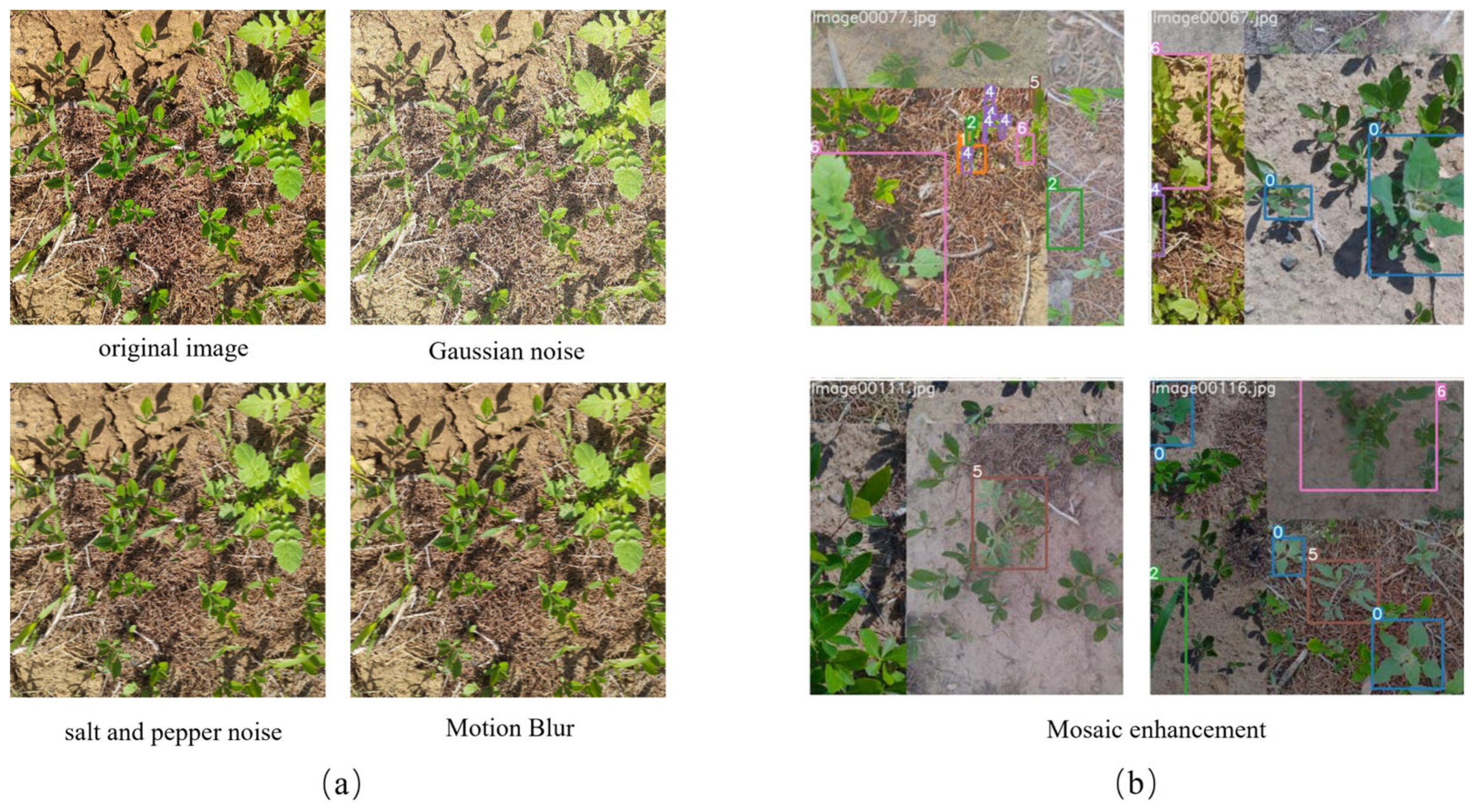 Agronomy 14 02363 g003