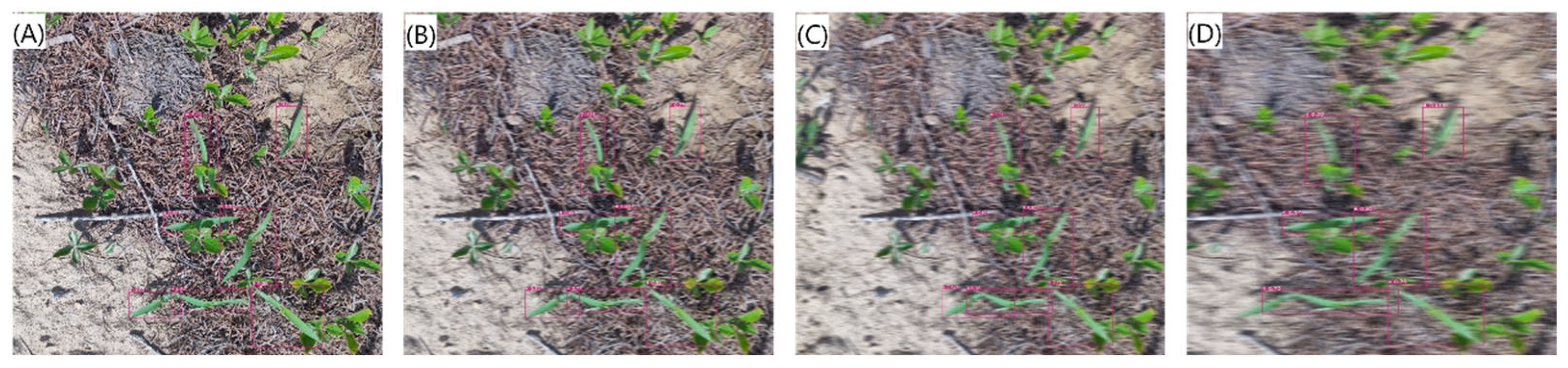 Agronomy 14 02363 g013