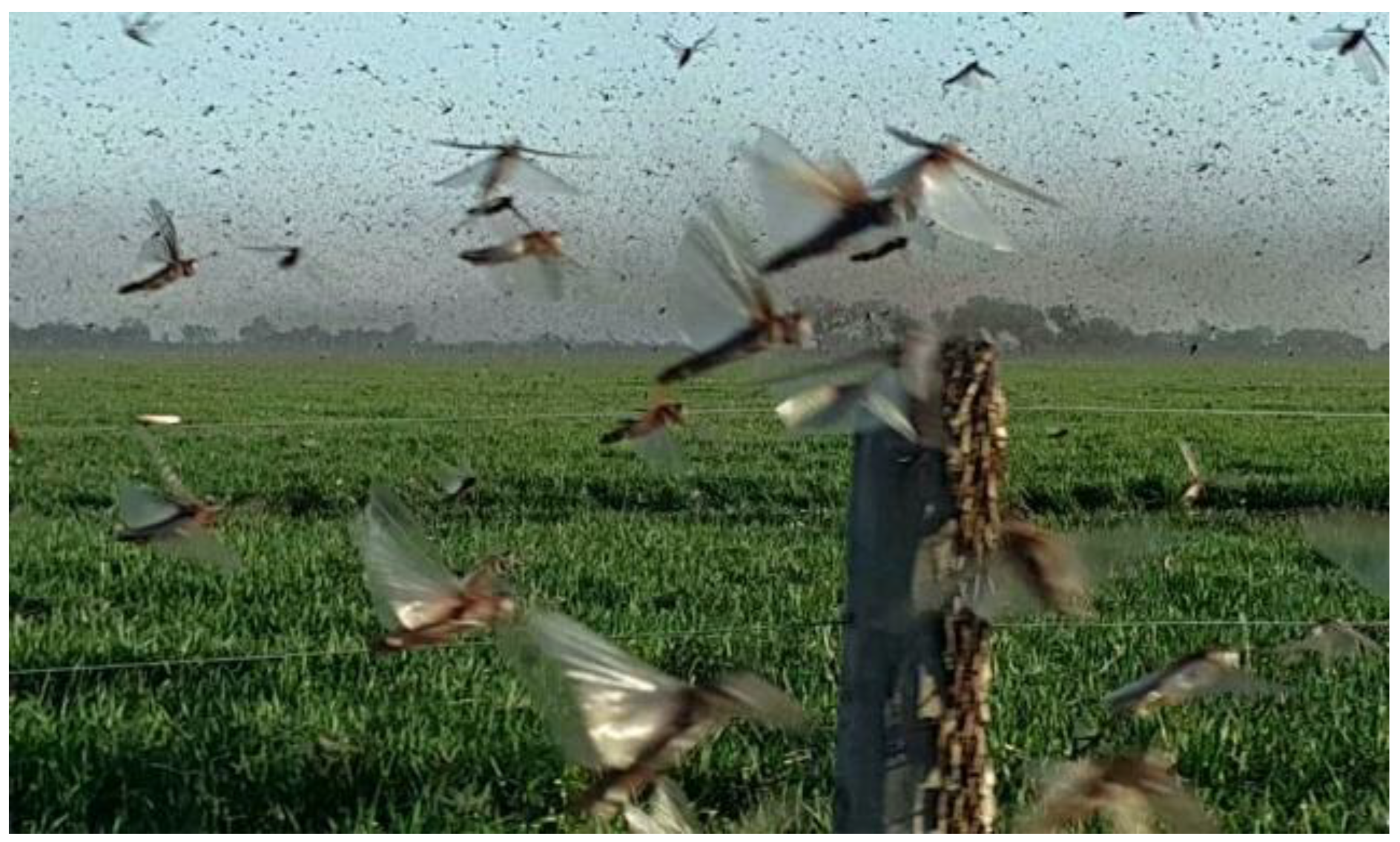 Agronomy 14 02369 g001 Agronomy 14 02369 g001