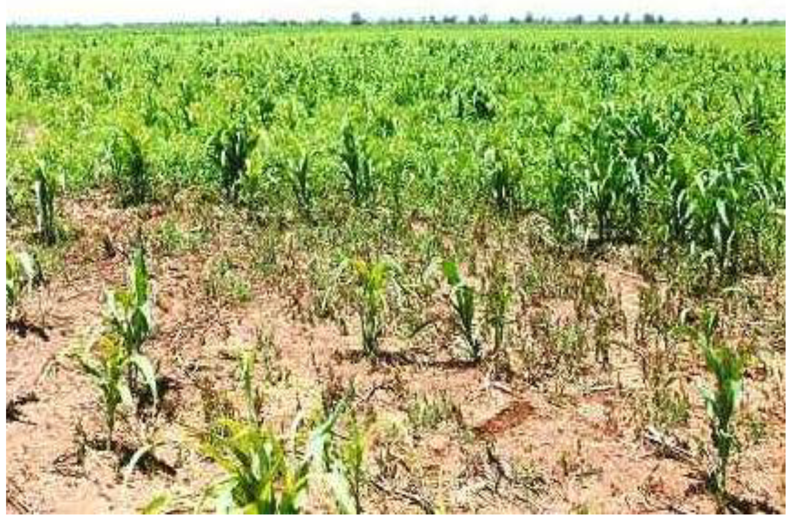 Agronomy 14 02369 g002 Agronomy 14 02369 g002