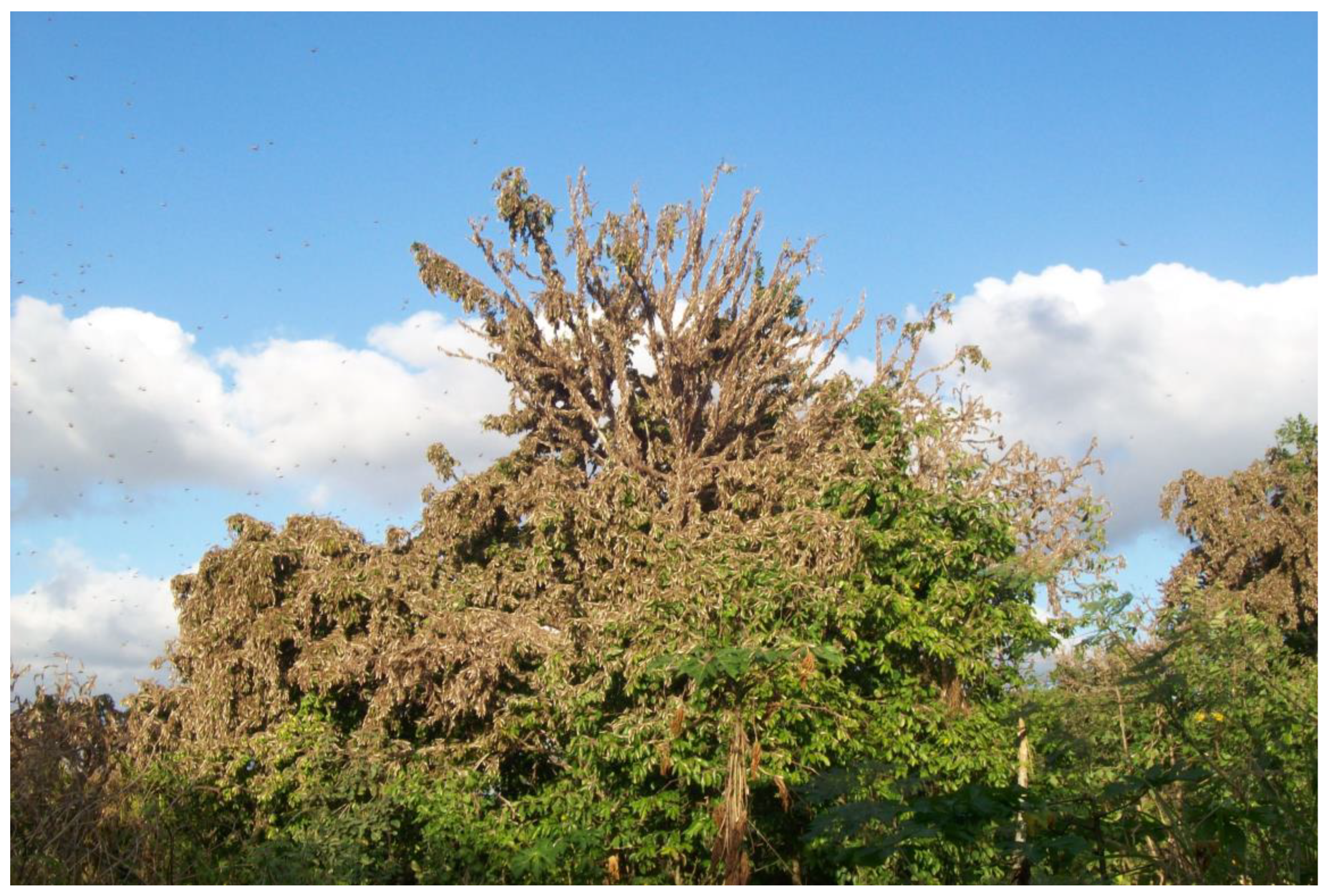 Agronomy 14 02369 g004 Agronomy 14 02369 g004