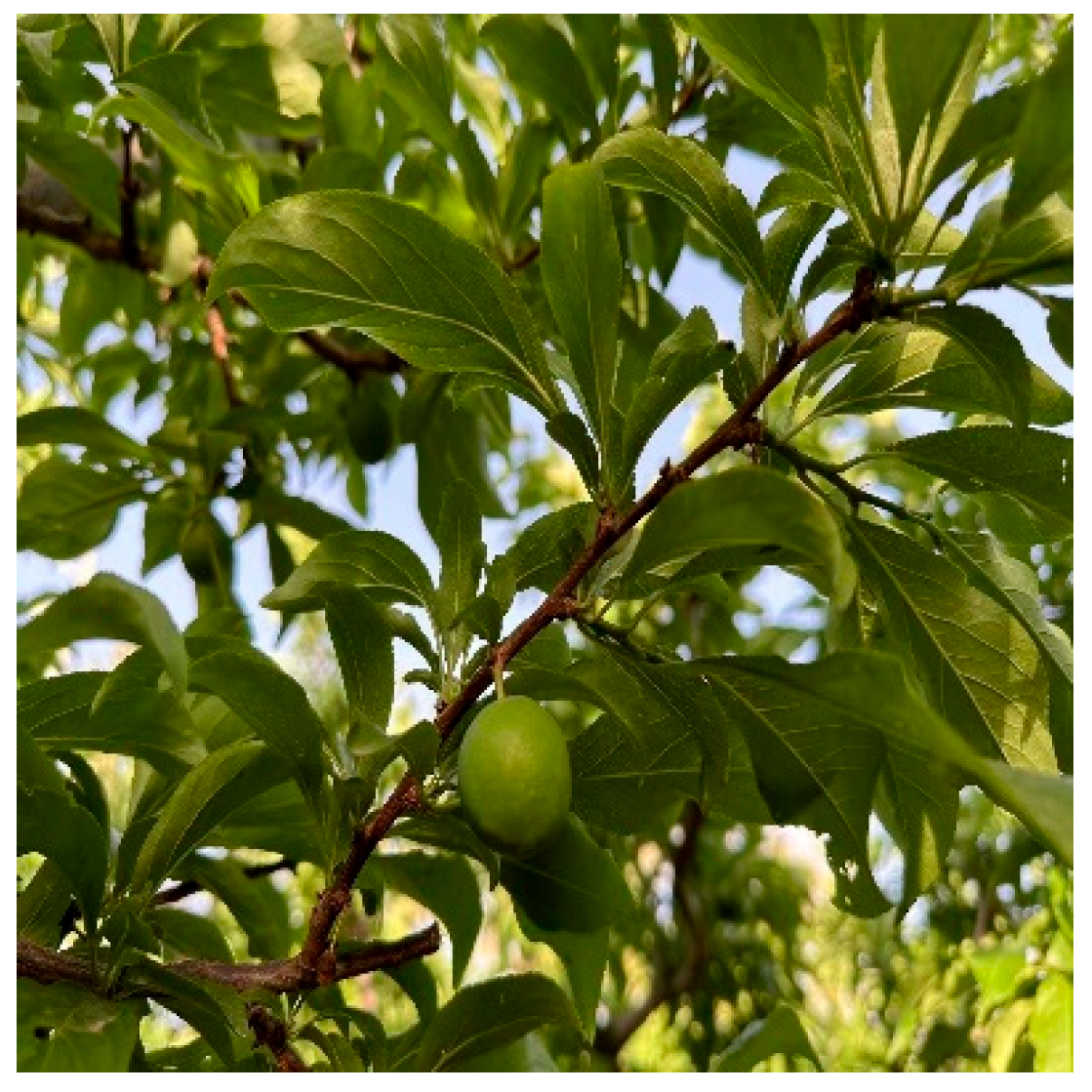 Agronomy 14 02373 g002