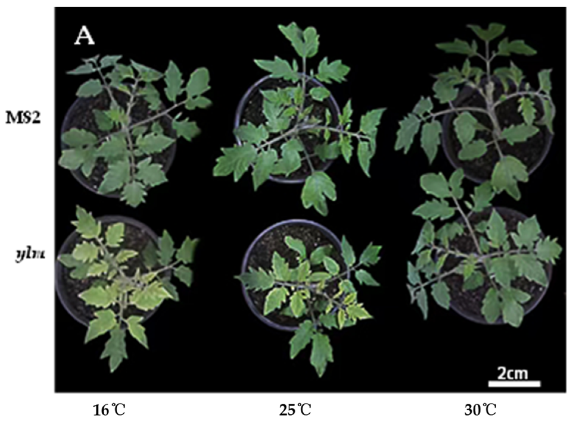 Agronomy 14 02382 g001a Agronomy 14 02382 g001a