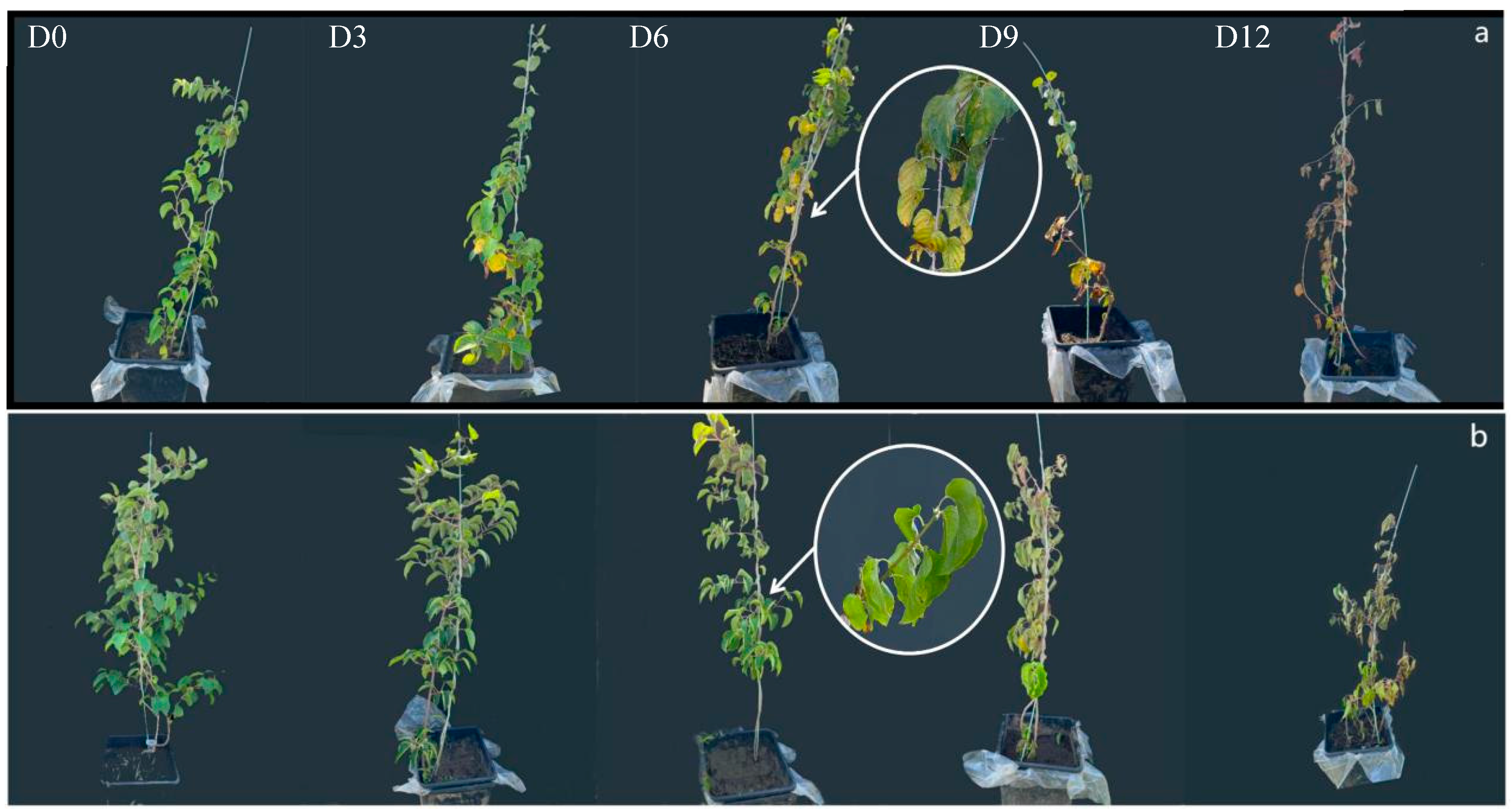 Agronomy 14 02391 g001