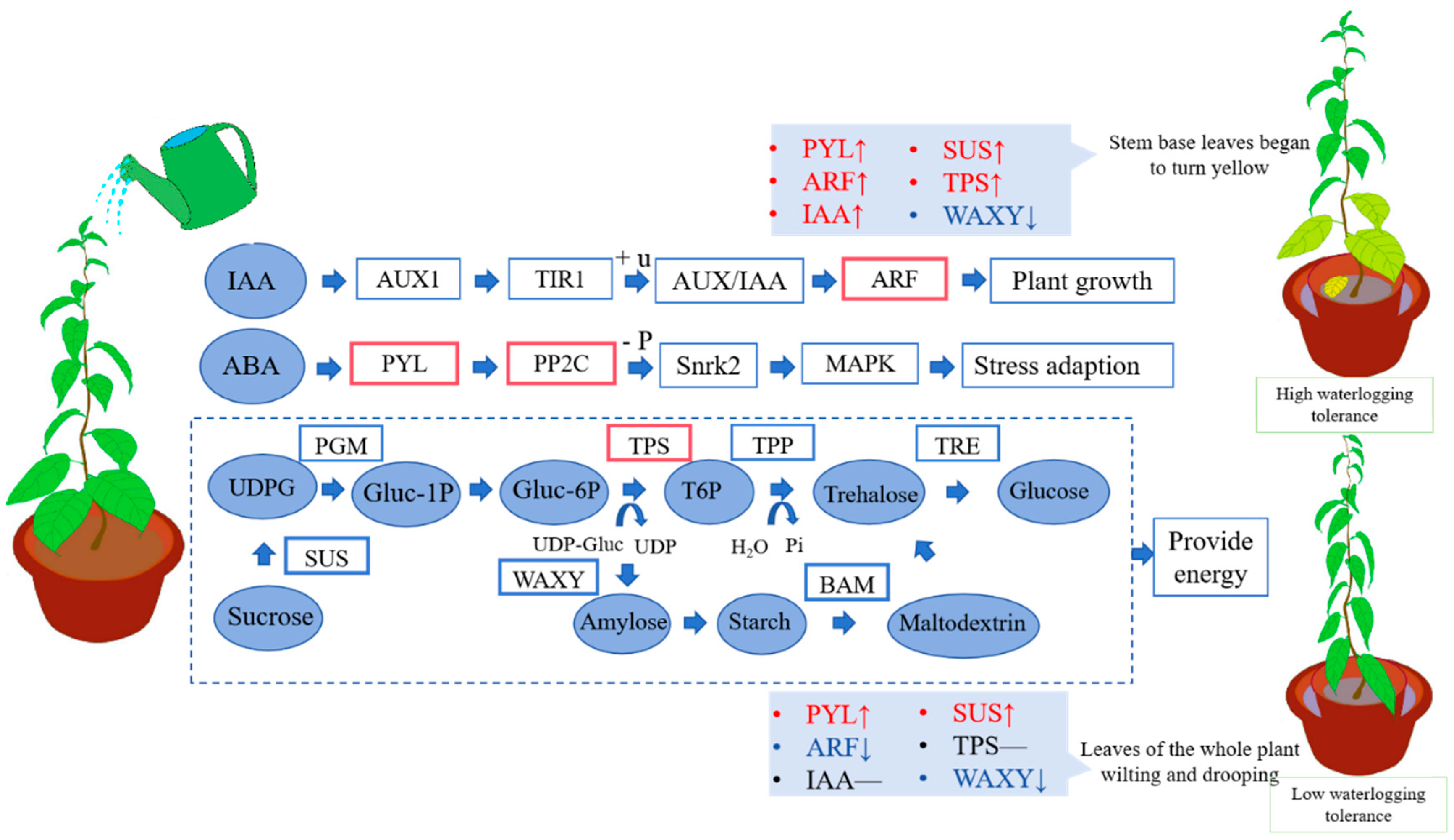 Agronomy 14 02391 g011