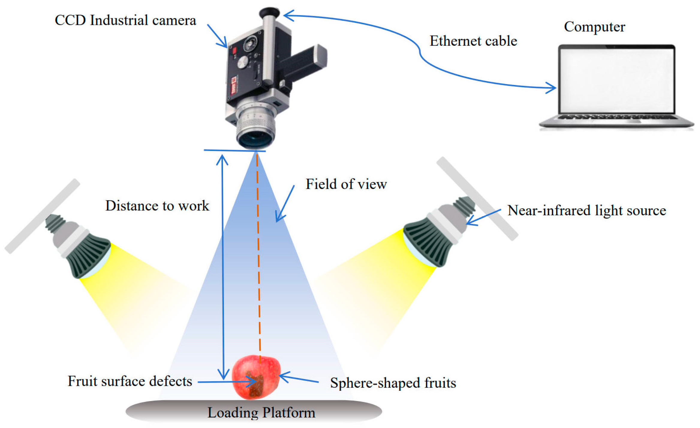 Agronomy 14 02395 g005