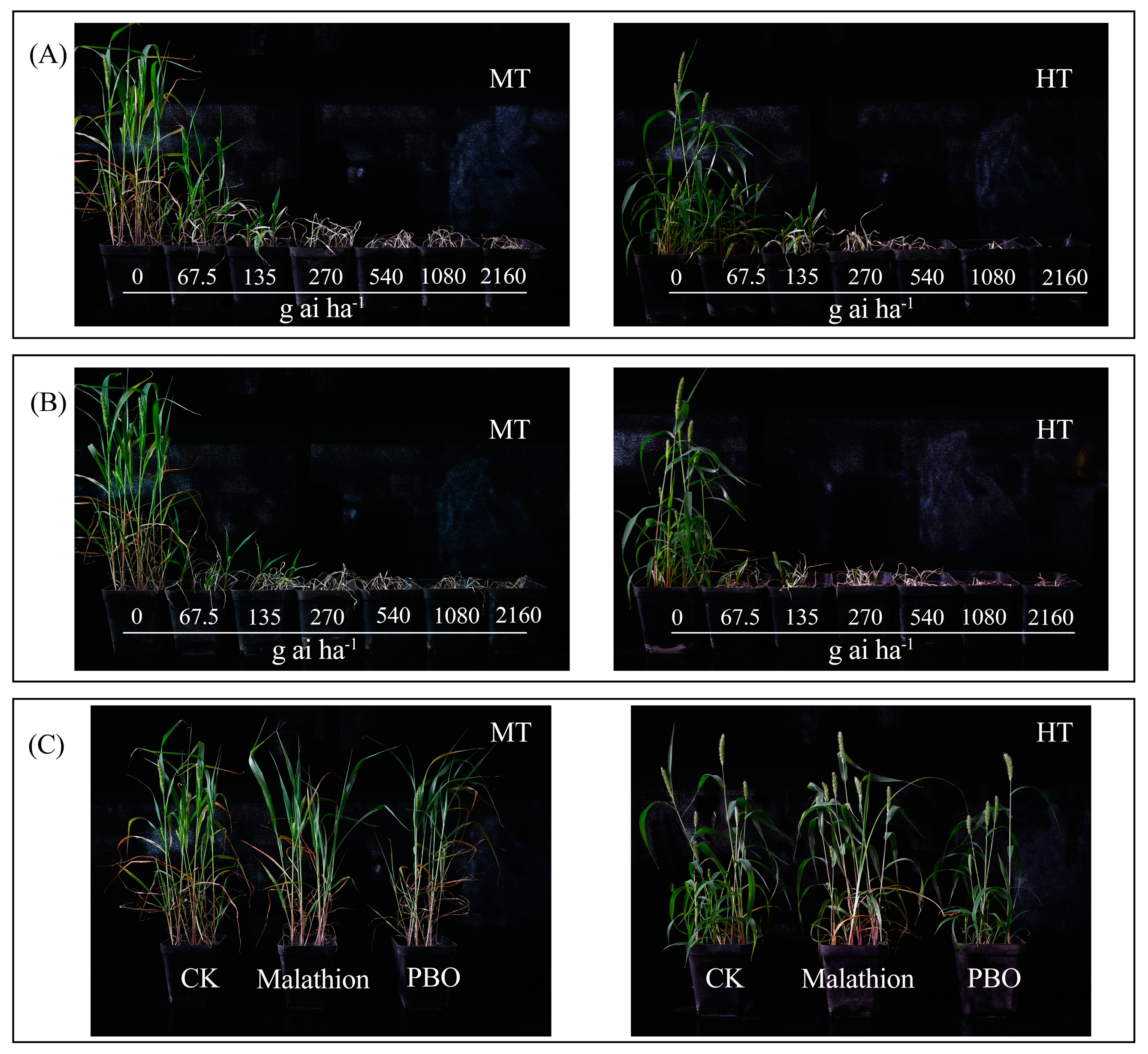 Agronomy 14 02399 g004