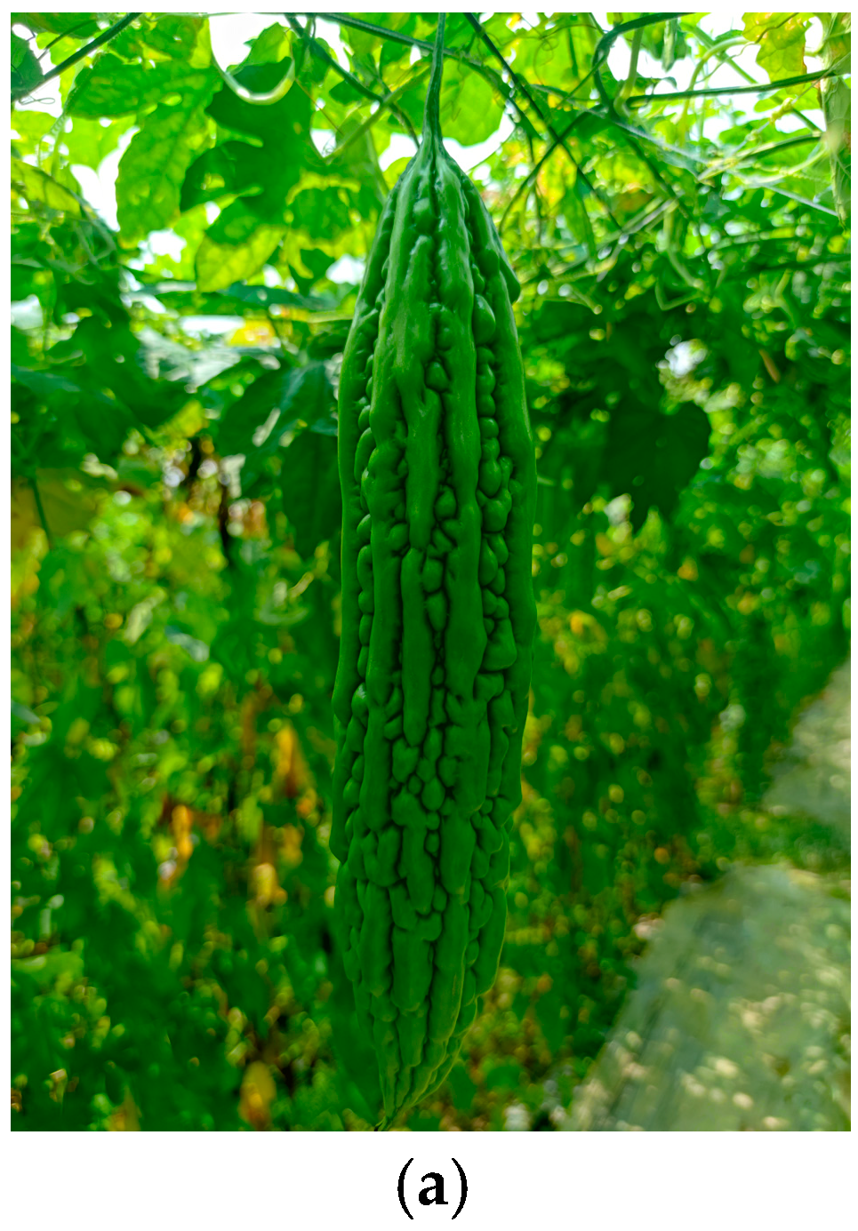 Agronomy 14 02403 g001a