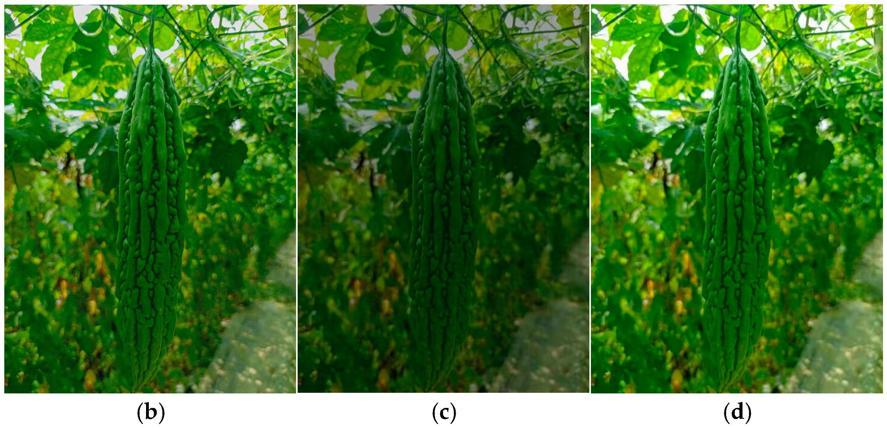 Agronomy 14 02403 g001b