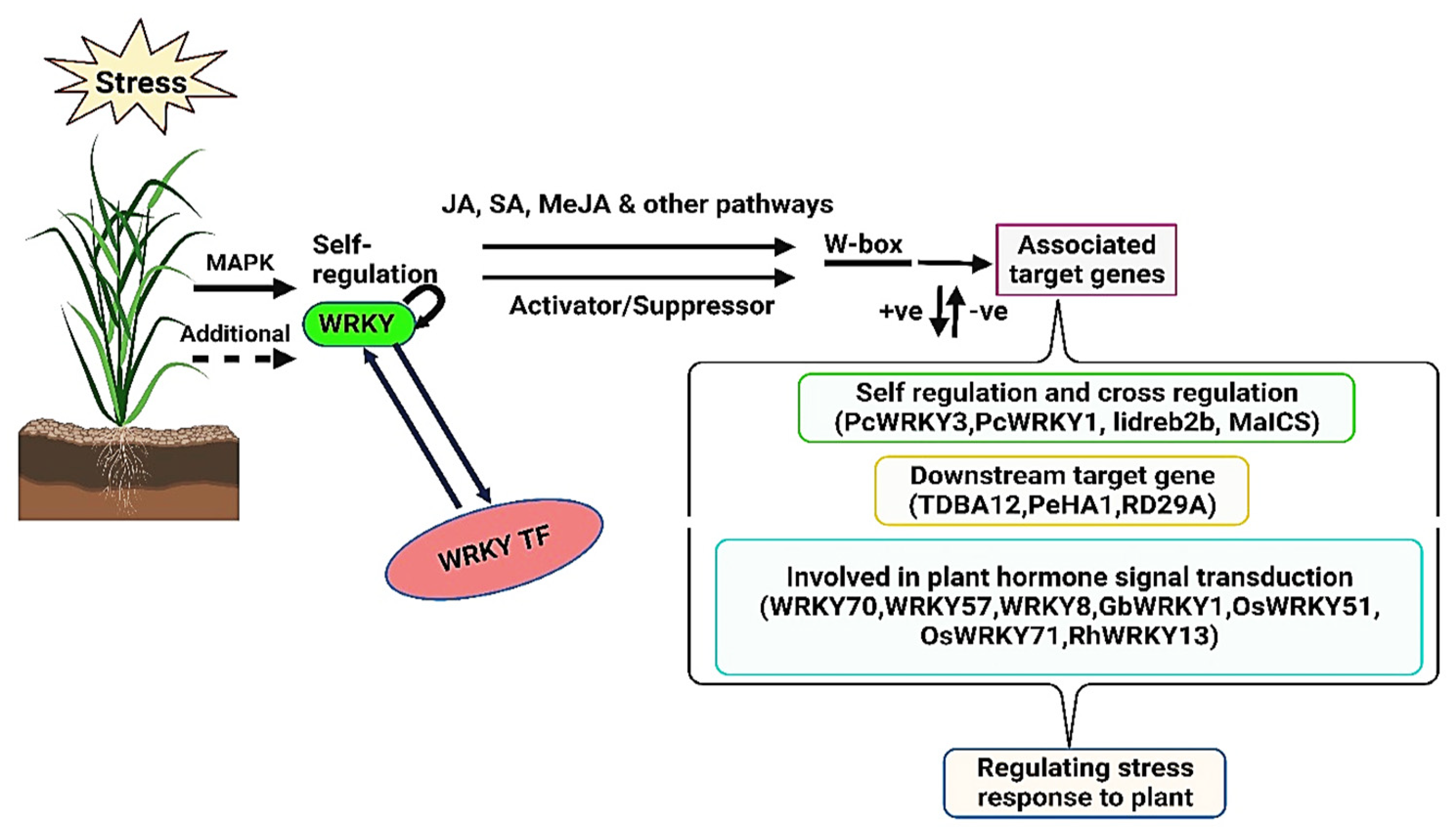Agronomy 14 02421 g002