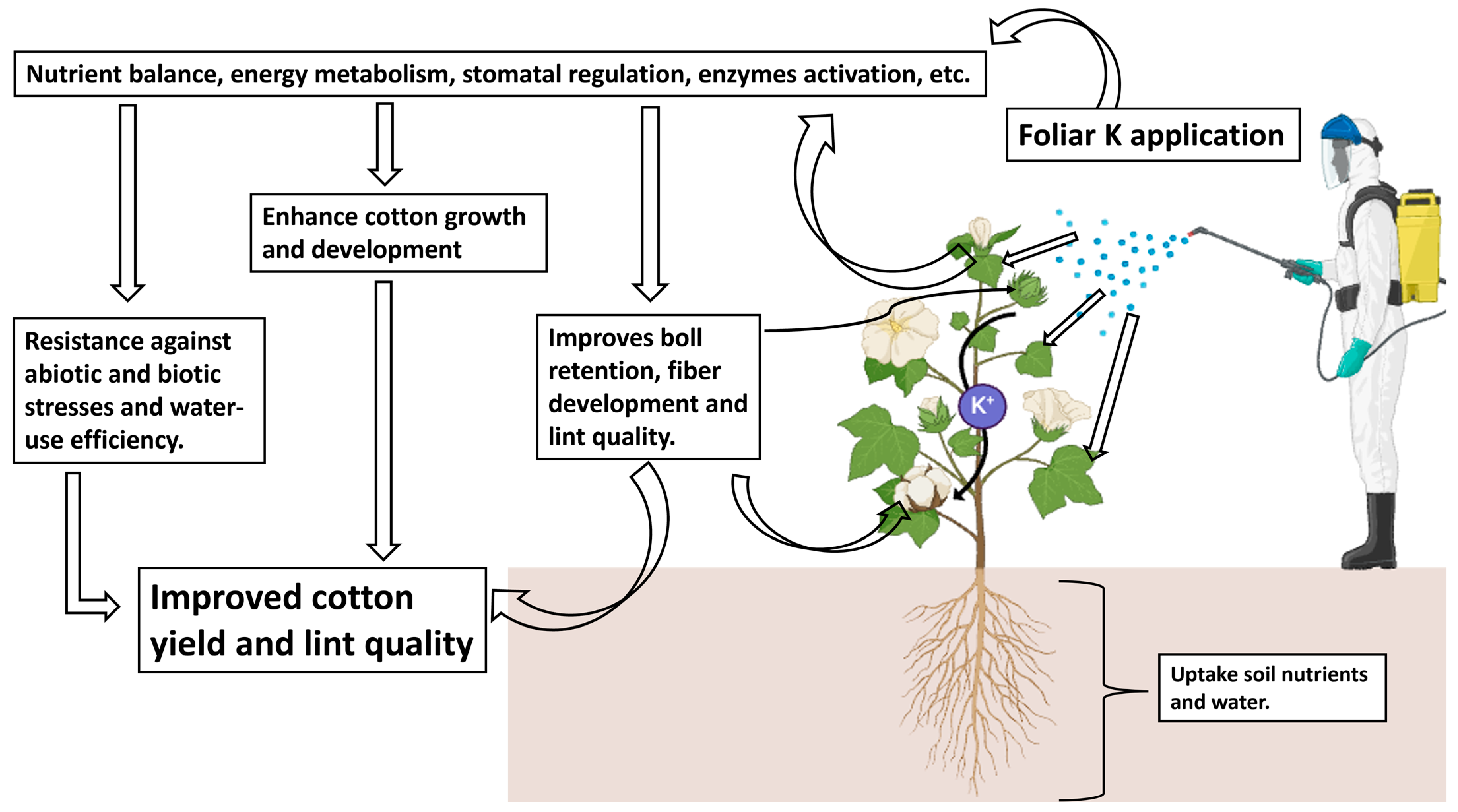Agronomy 14 02422 g001