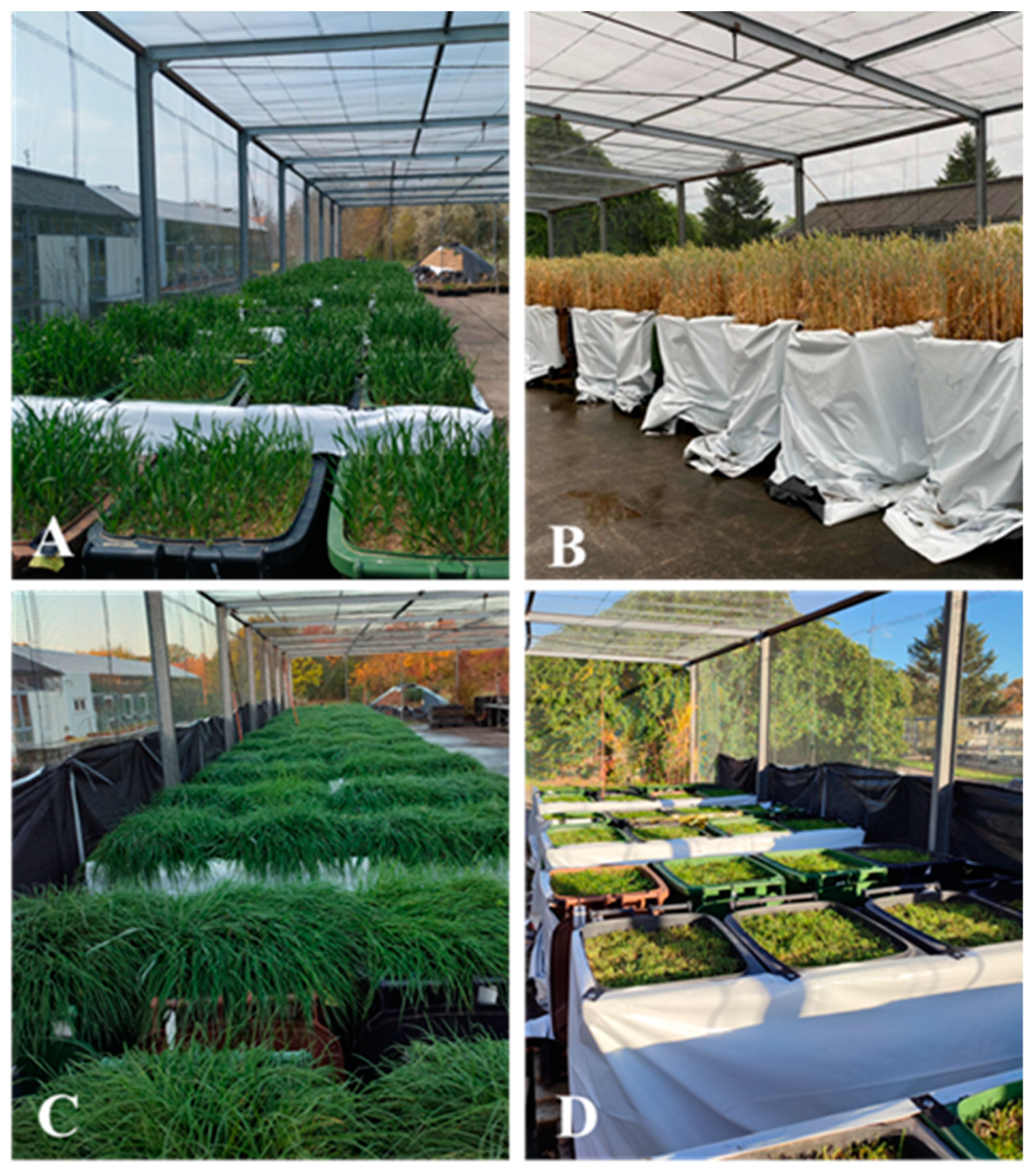 Agronomy 14 02424 g004