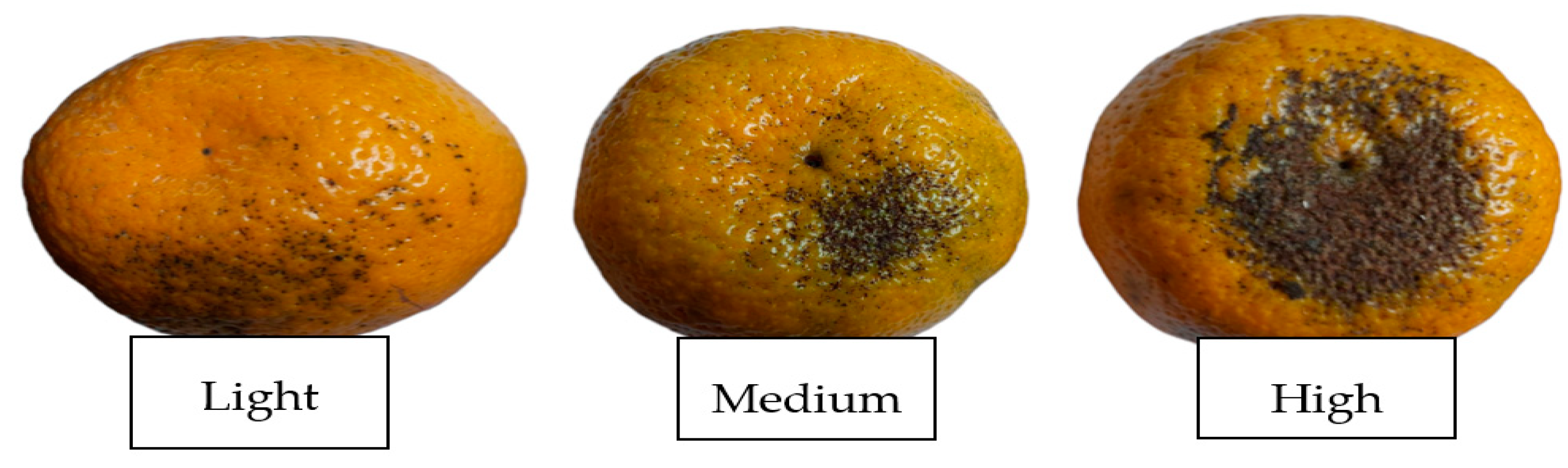 Agronomy 14 02456 g002