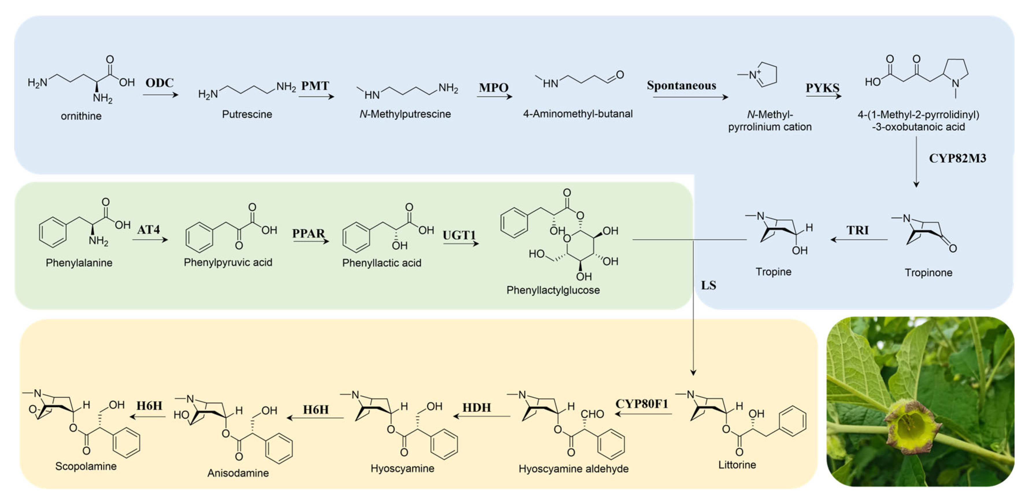Agronomy 14 02460 g005