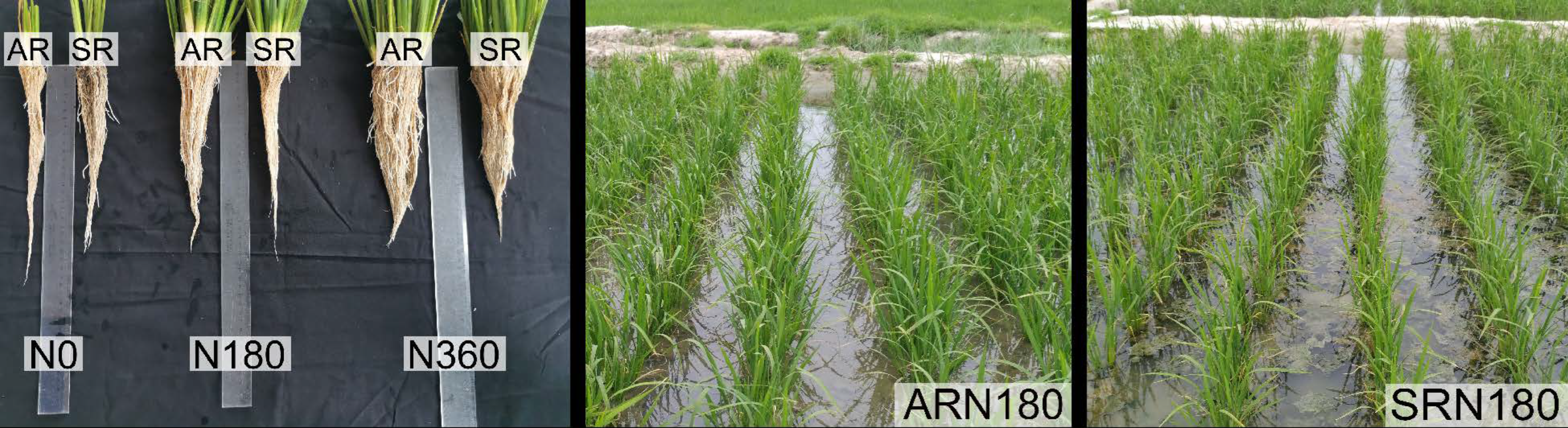 Agronomy 14 02463 g002