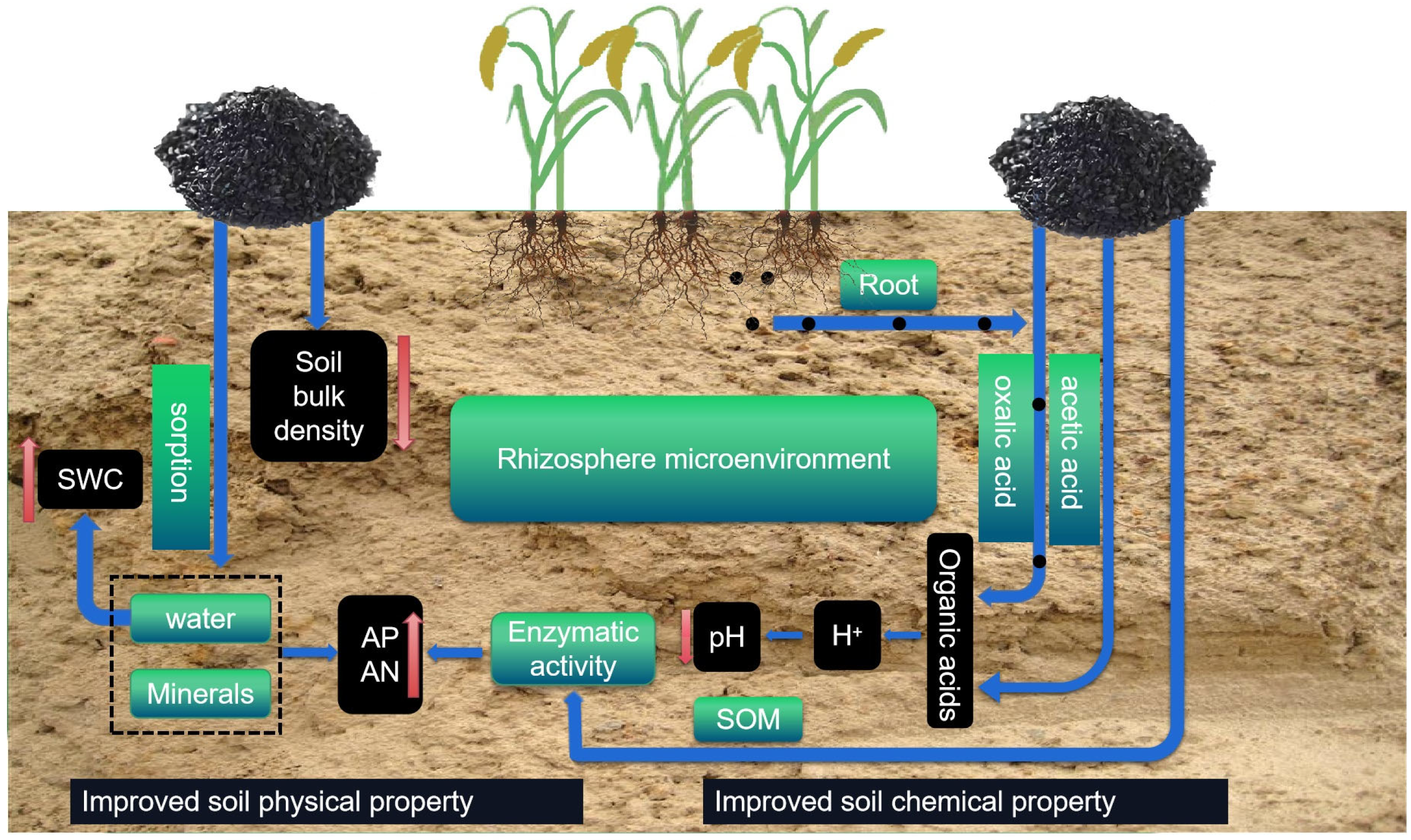 Agronomy 14 02465 g006