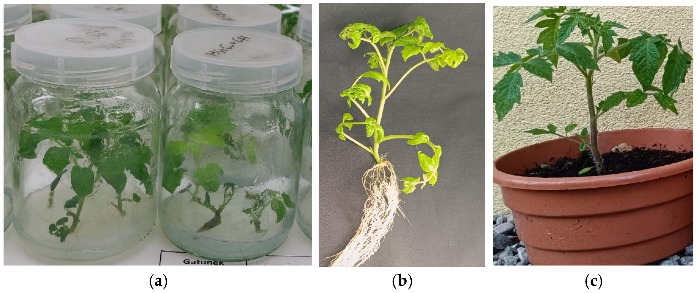Agronomy 14 02477 g001 Agronomy 14 02477 g001