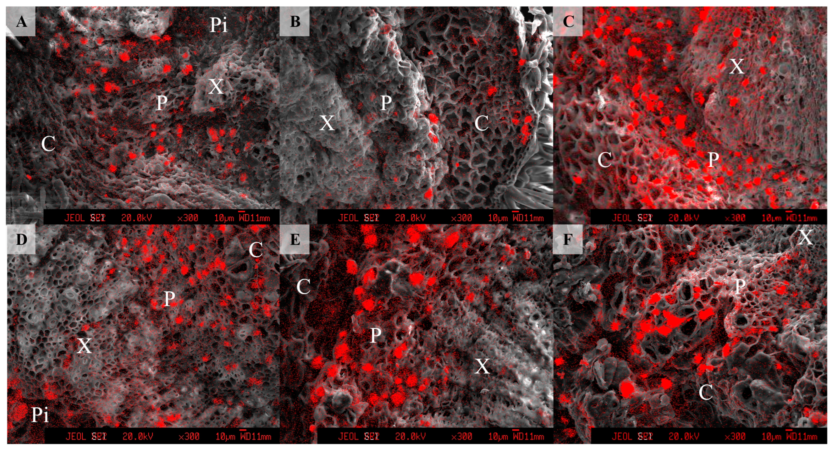 Agronomy 14 02480 g003