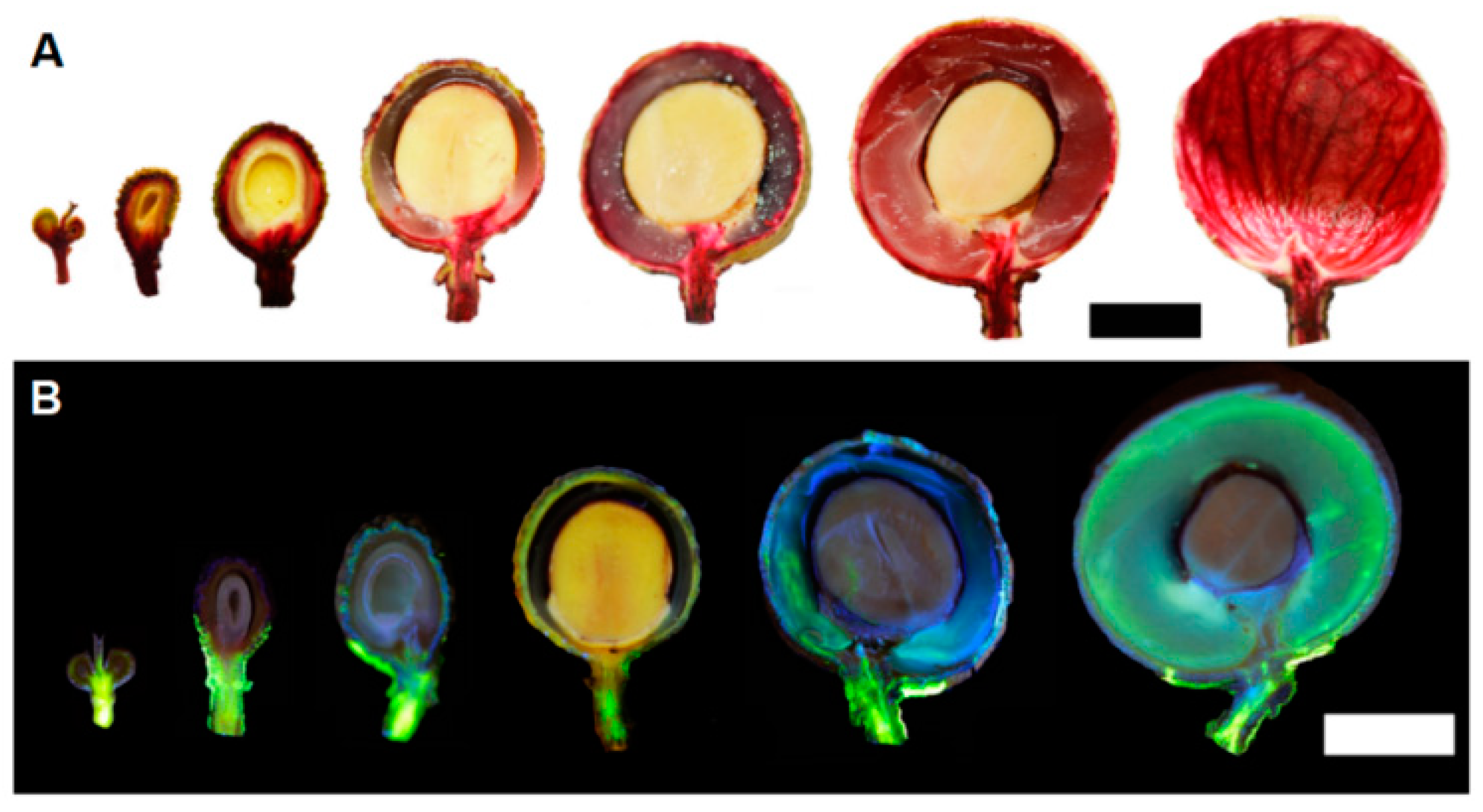 Agronomy 14 02480 g005