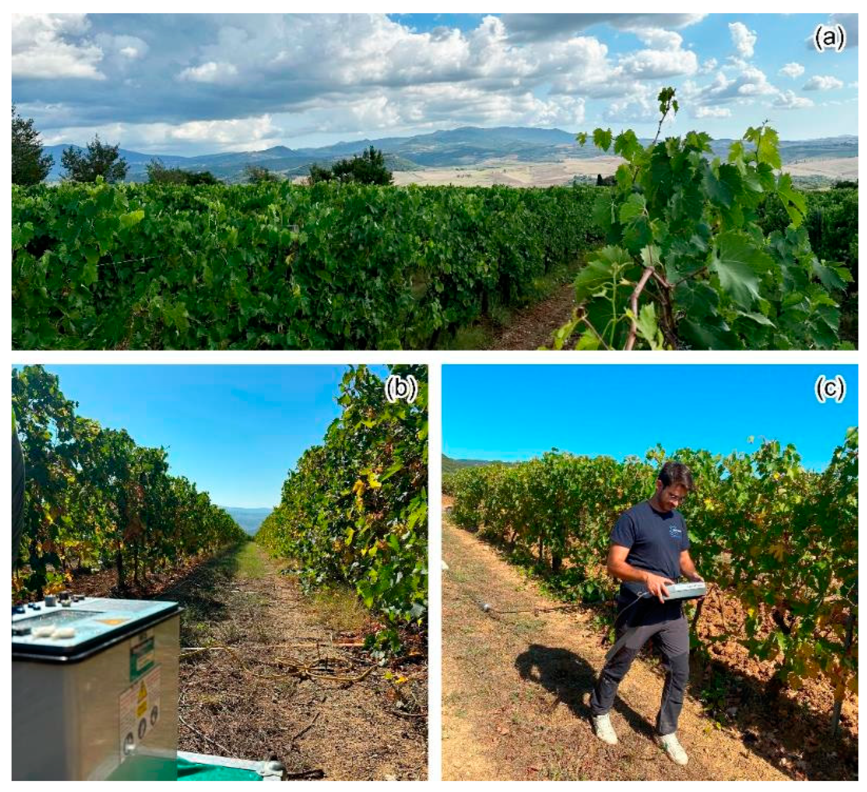 Agronomy 14 02489 g002 Agronomy 14 02489 g002