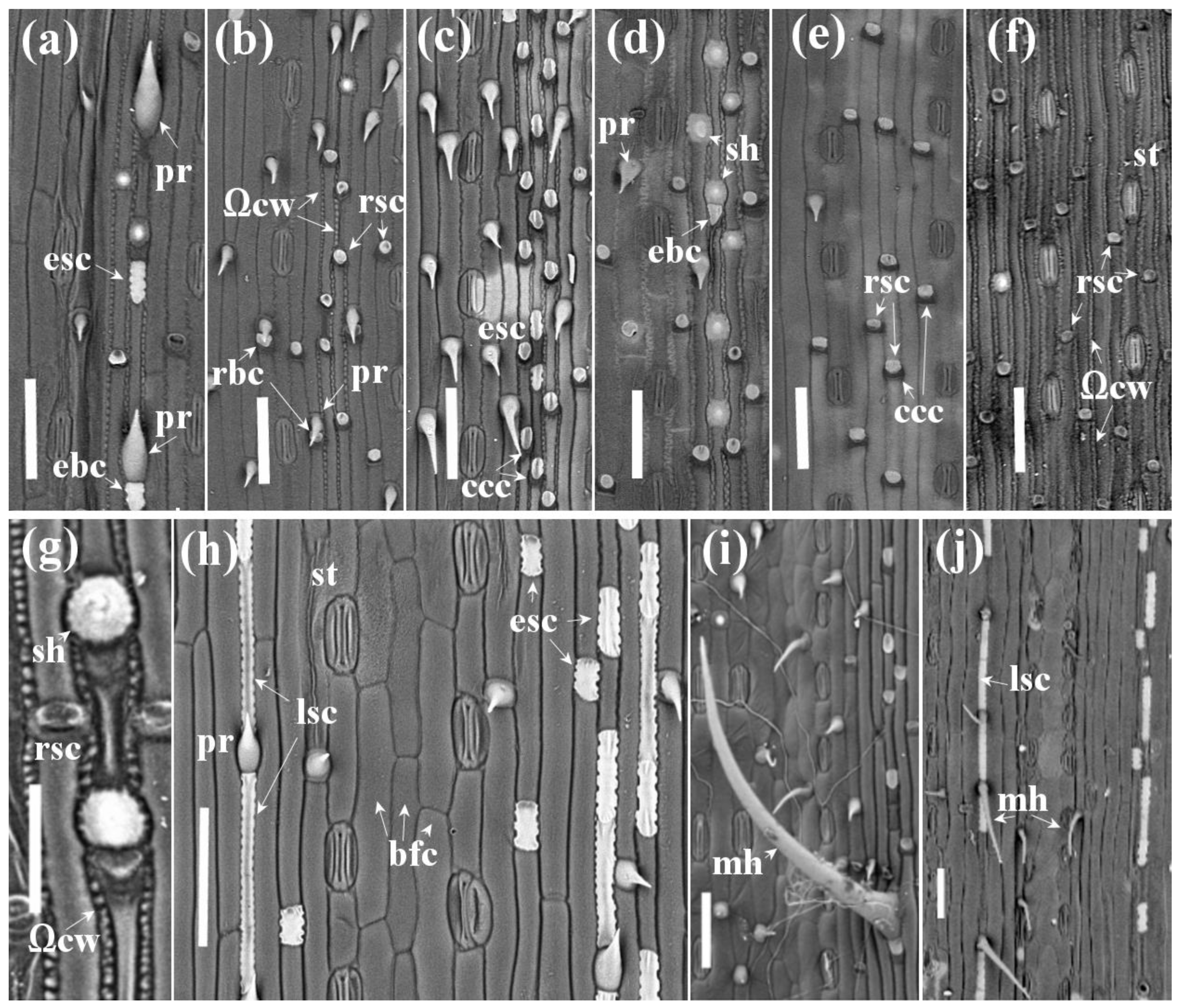 Agronomy 14 02490 g001