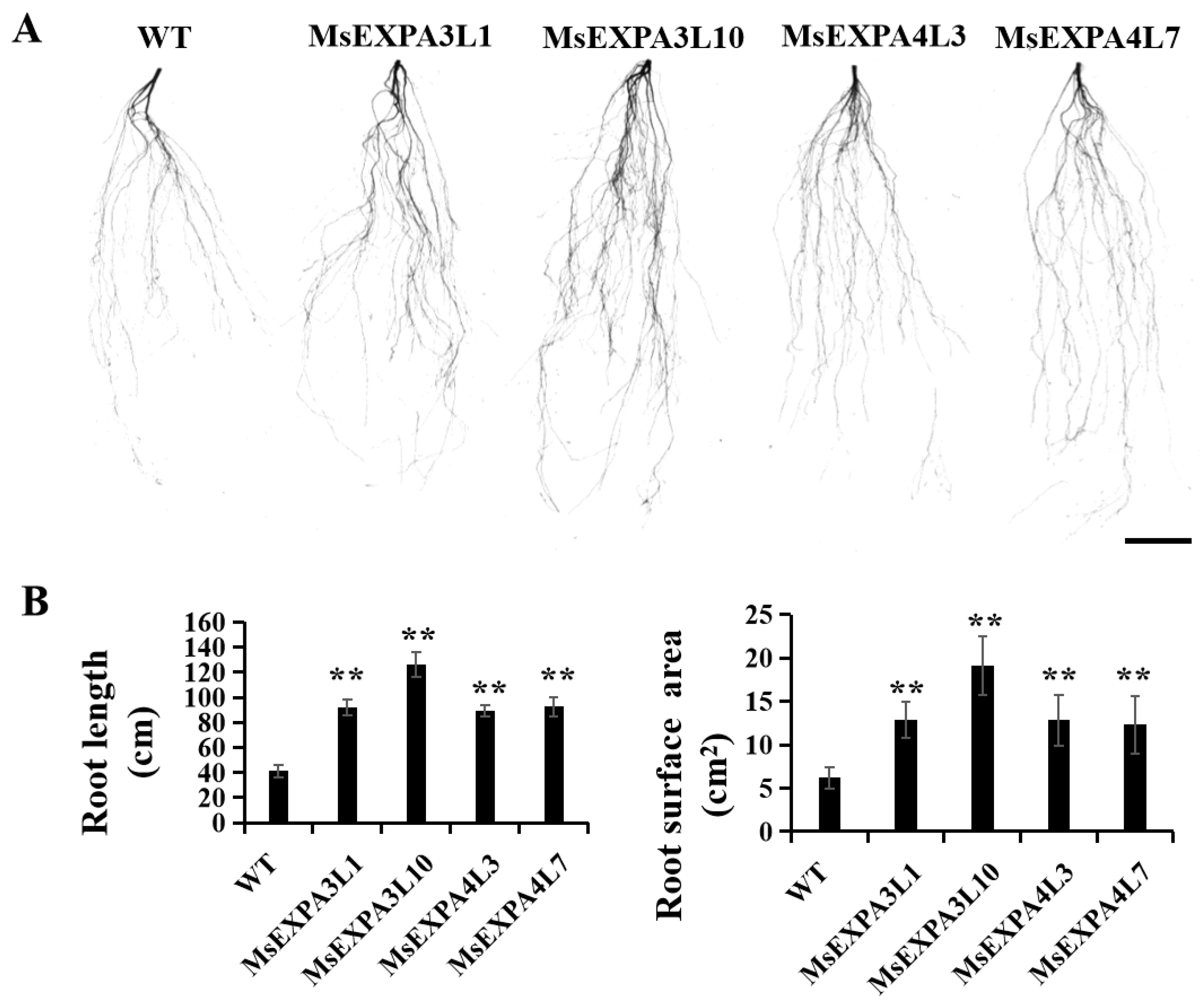 Agronomy 14 02492 g008