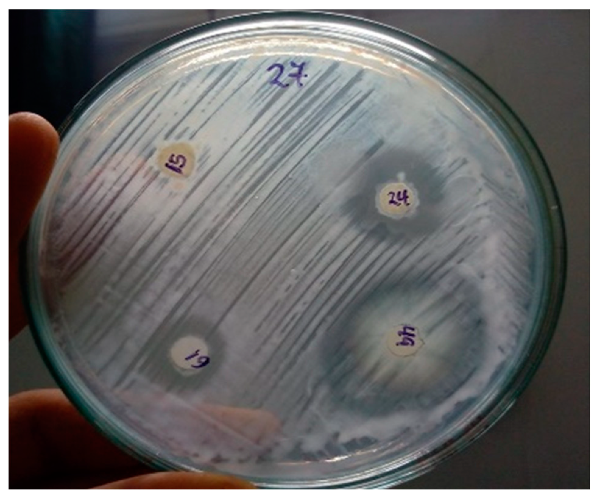 Agronomy 14 02493 g001