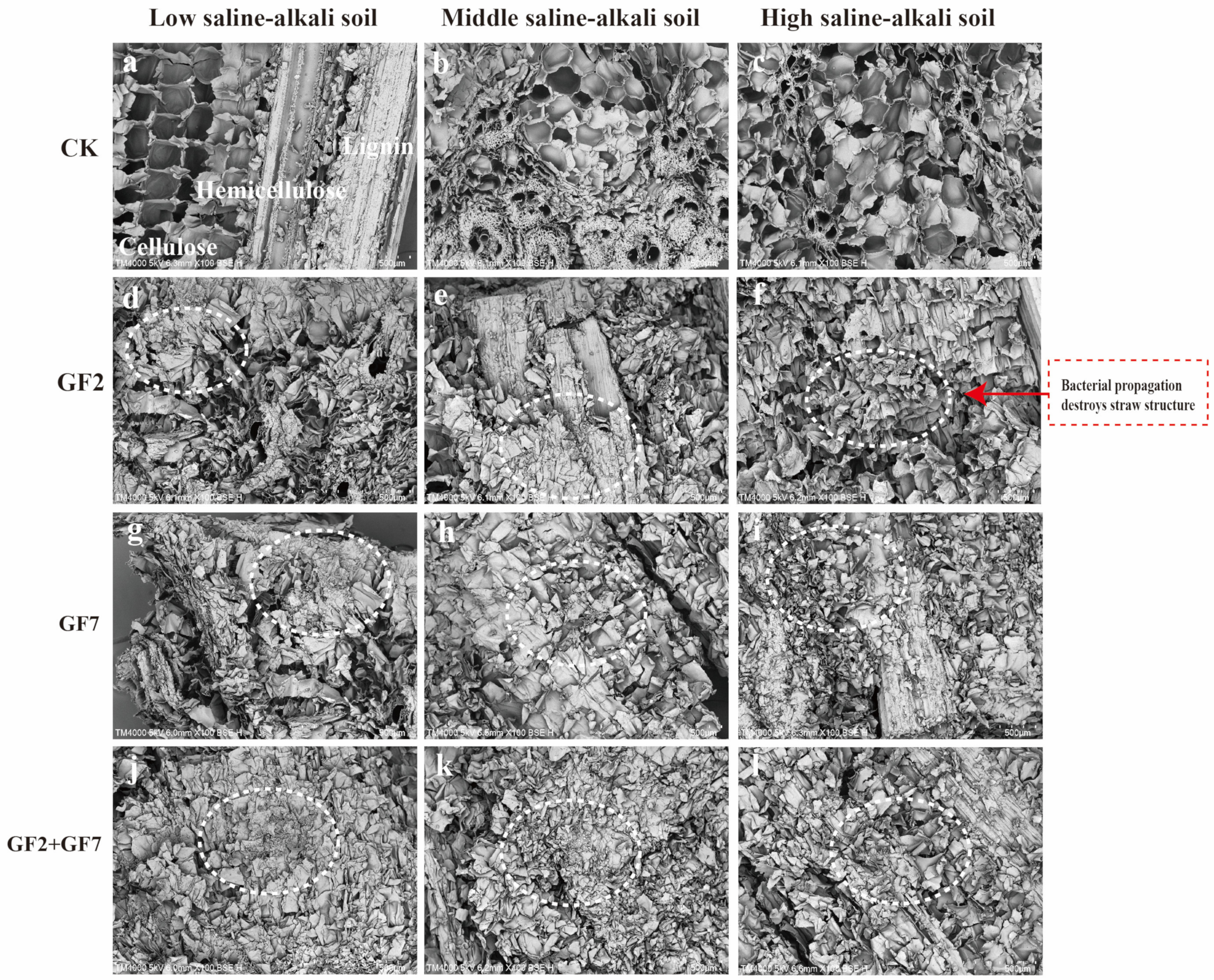 Agronomy 14 02499 g003