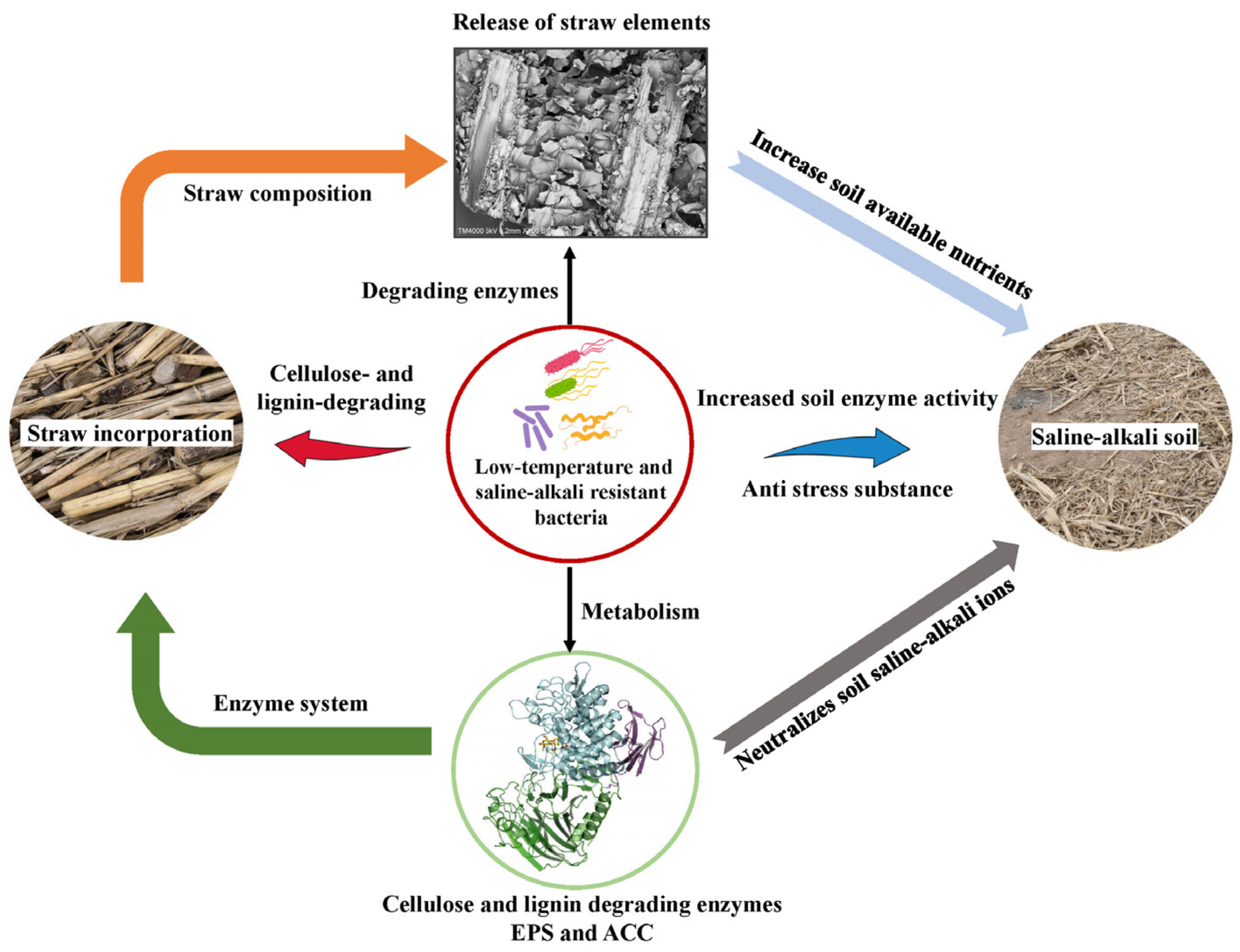 Agronomy 14 02499 g008