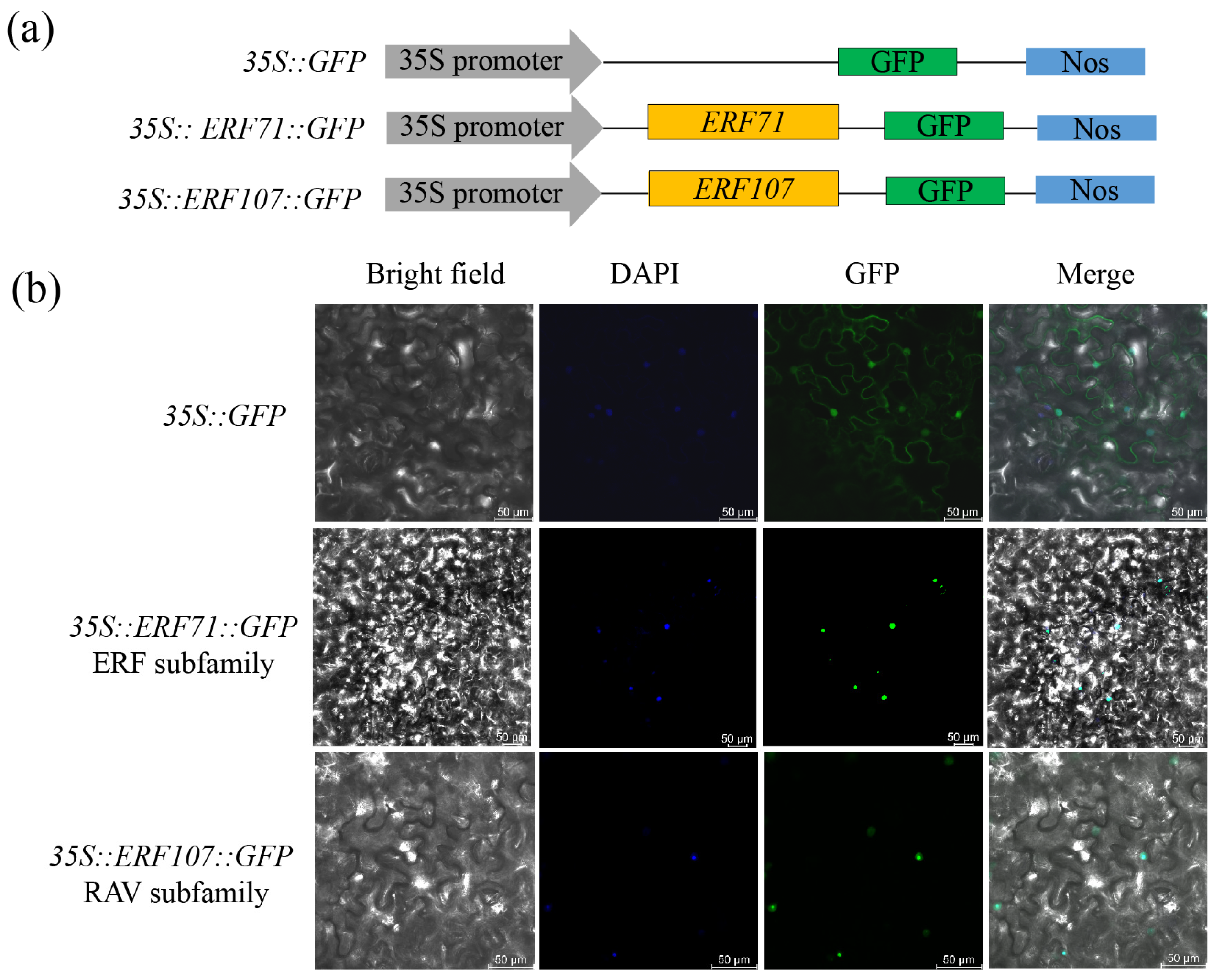 Agronomy 14 02509 g008