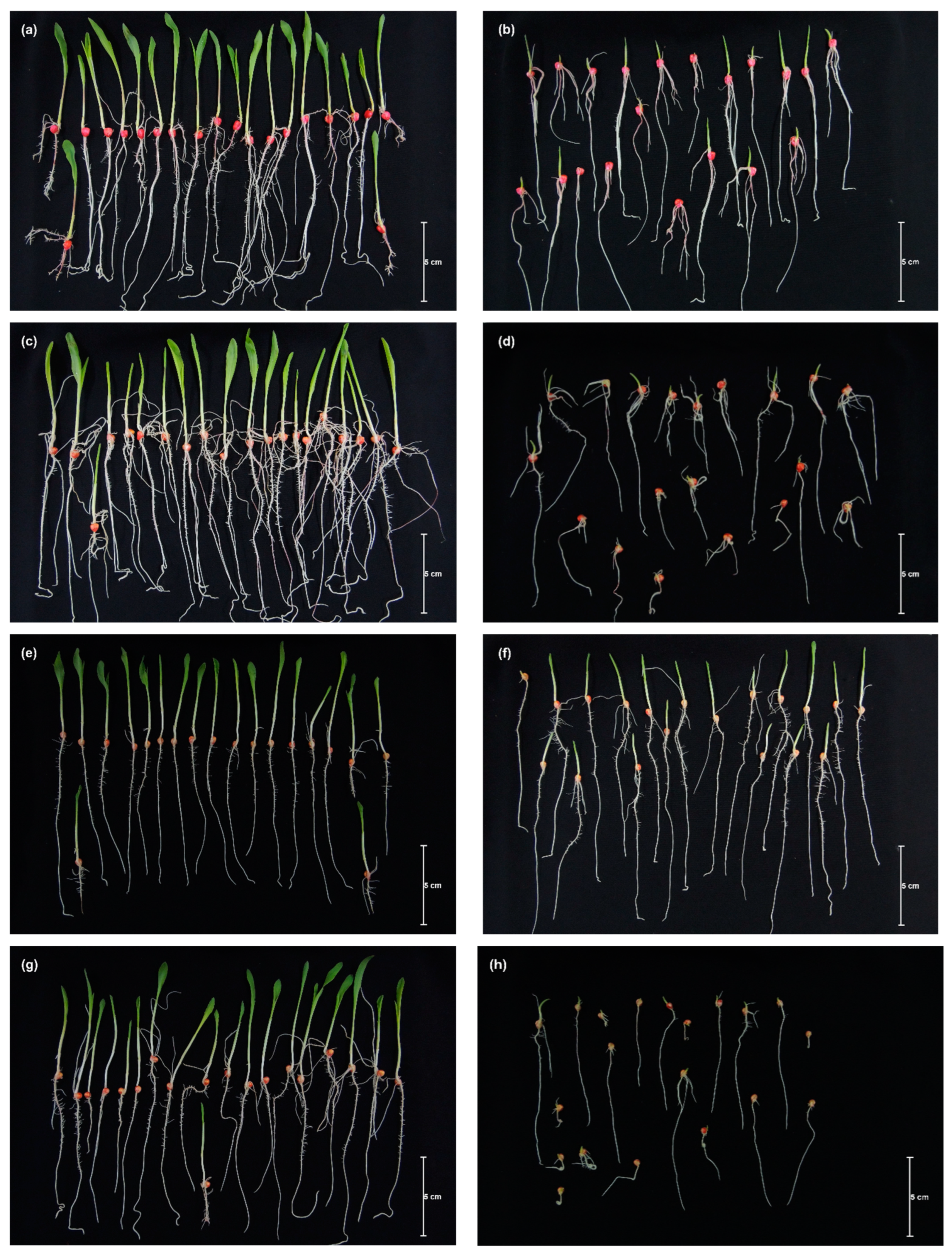 Agronomy 14 02513 g001