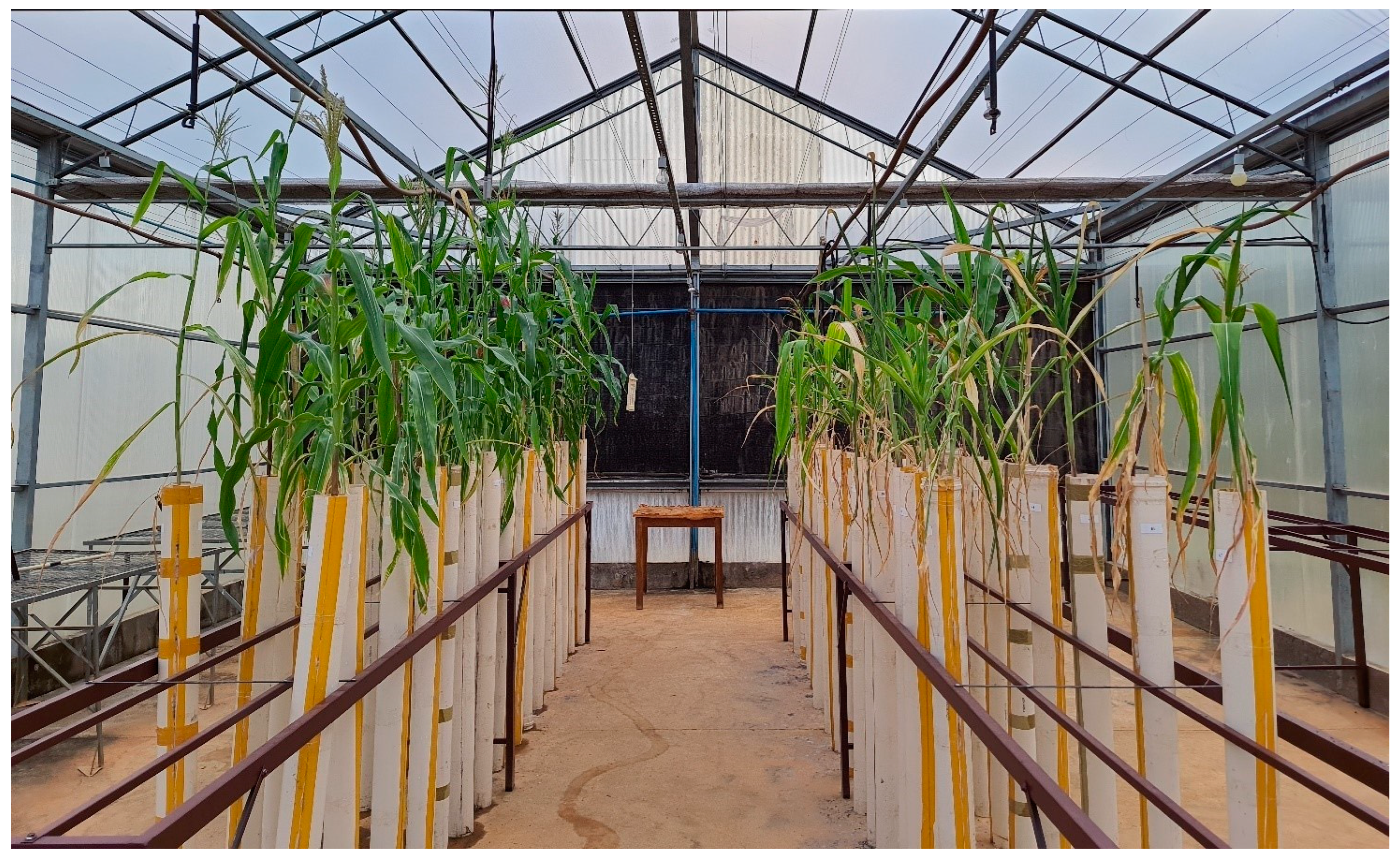 Agronomy 14 02513 g002