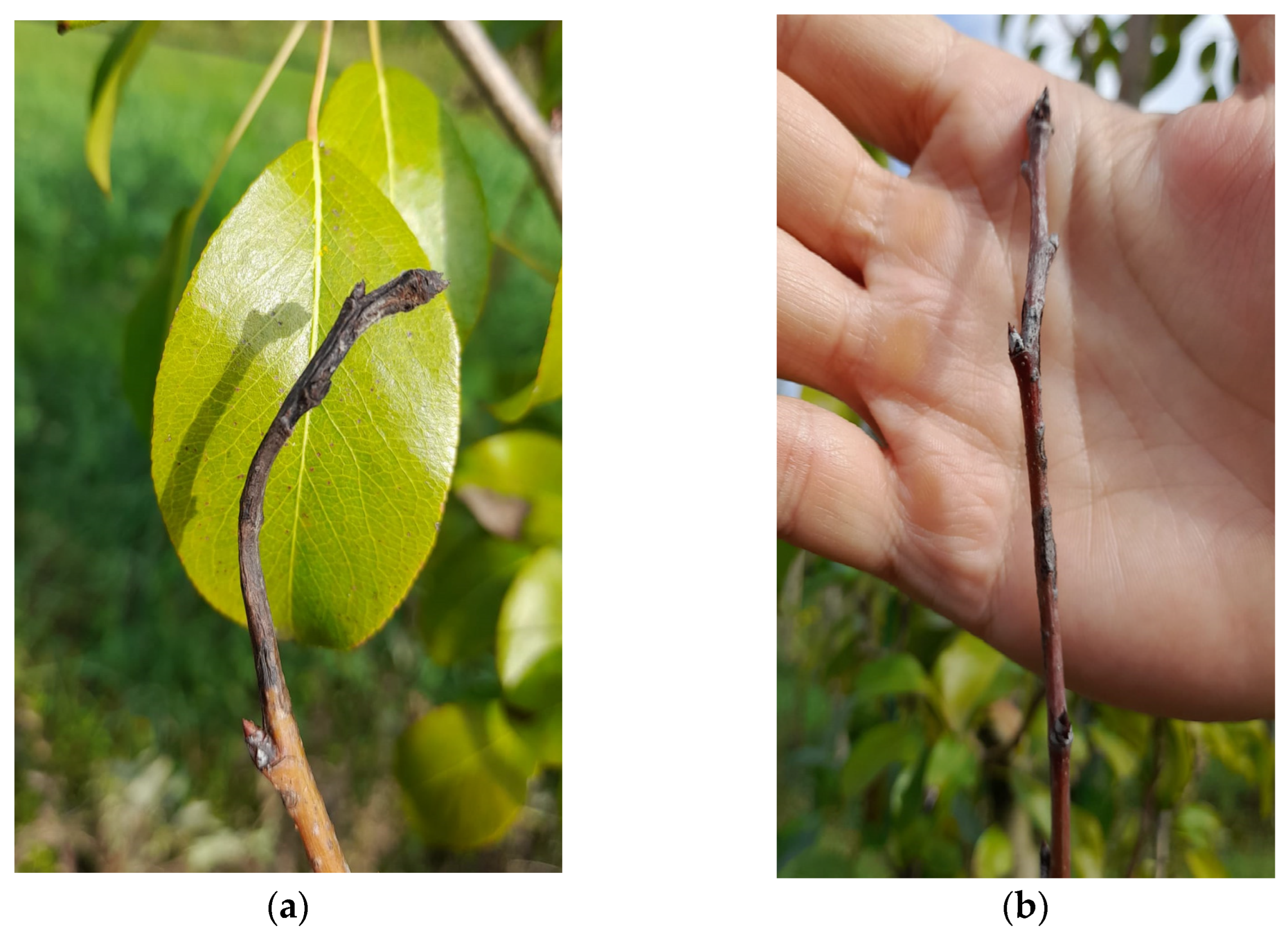 Agronomy 14 02522 g001