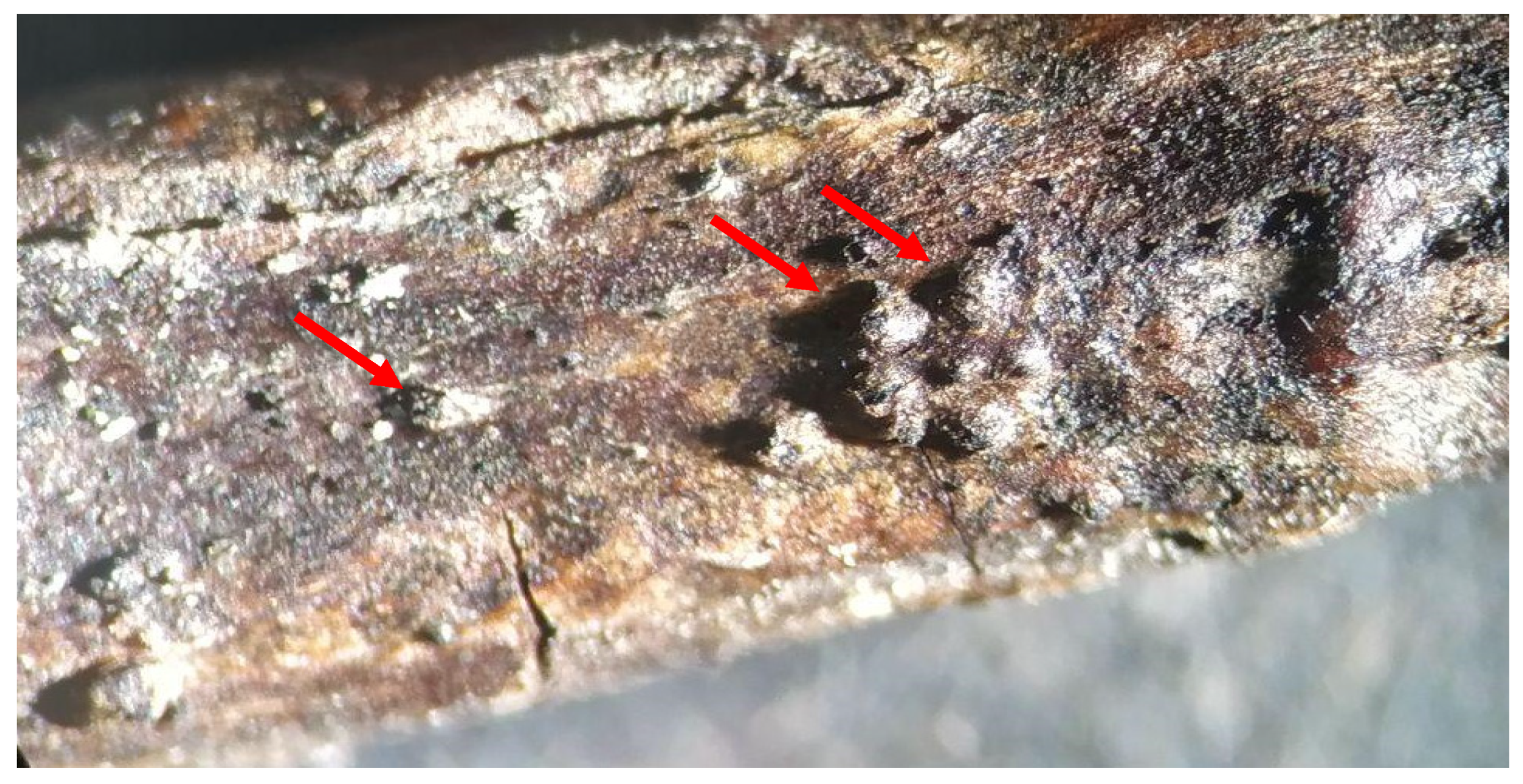 Agronomy 14 02522 g002