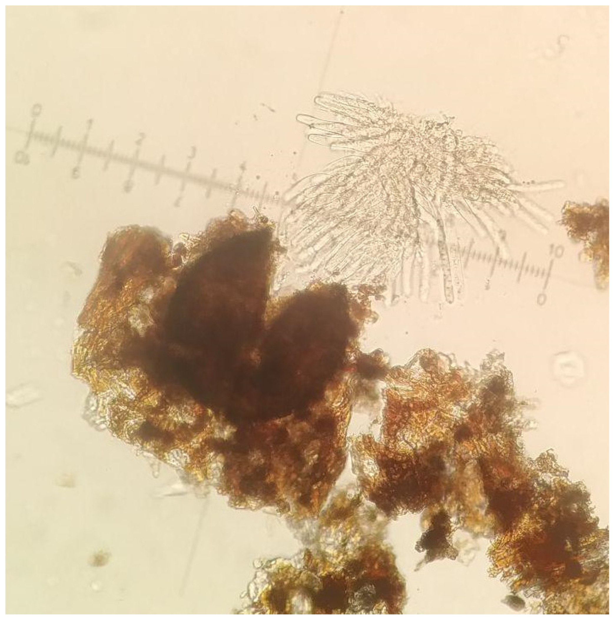 Agronomy 14 02522 g003