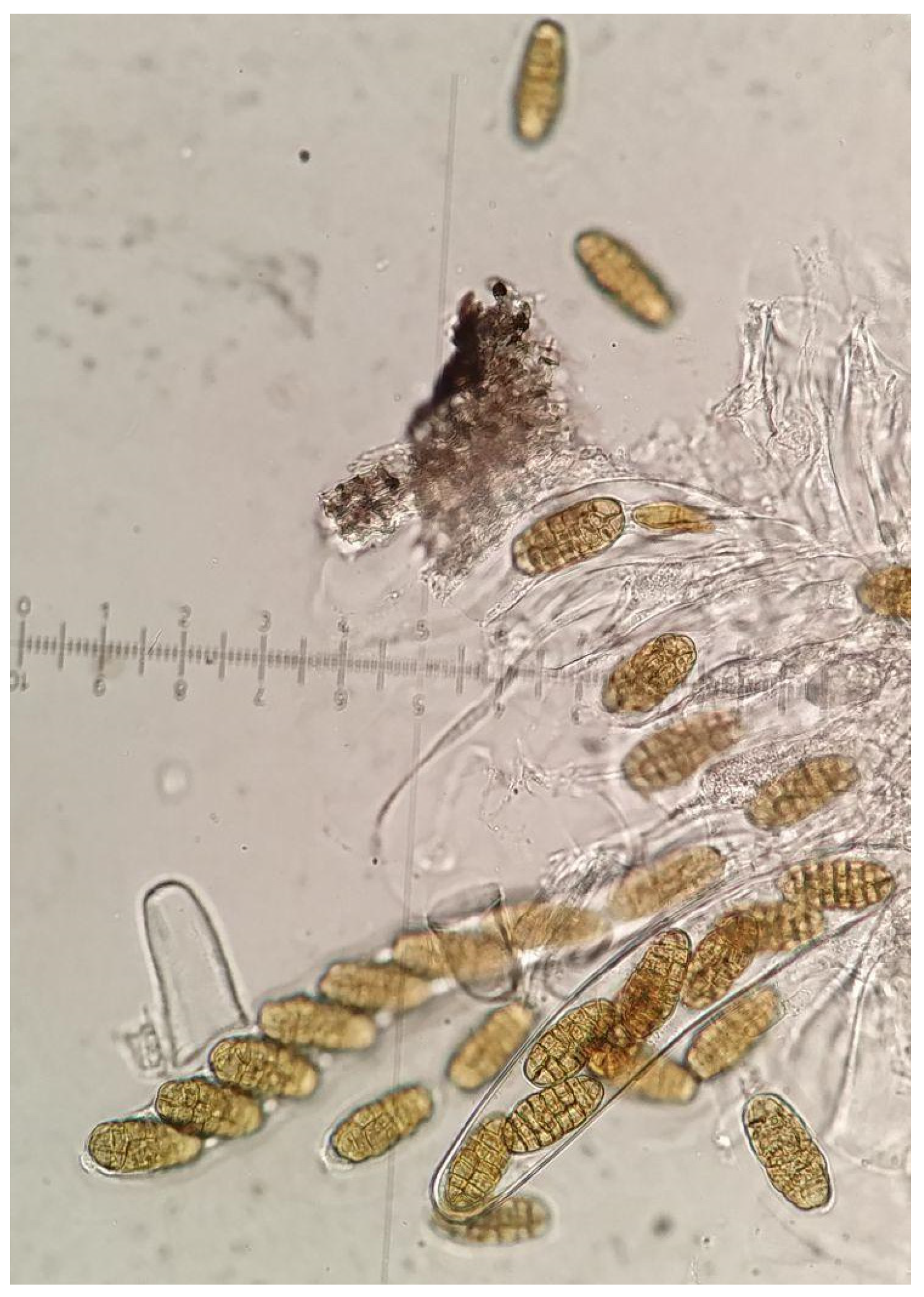 Agronomy 14 02522 g004