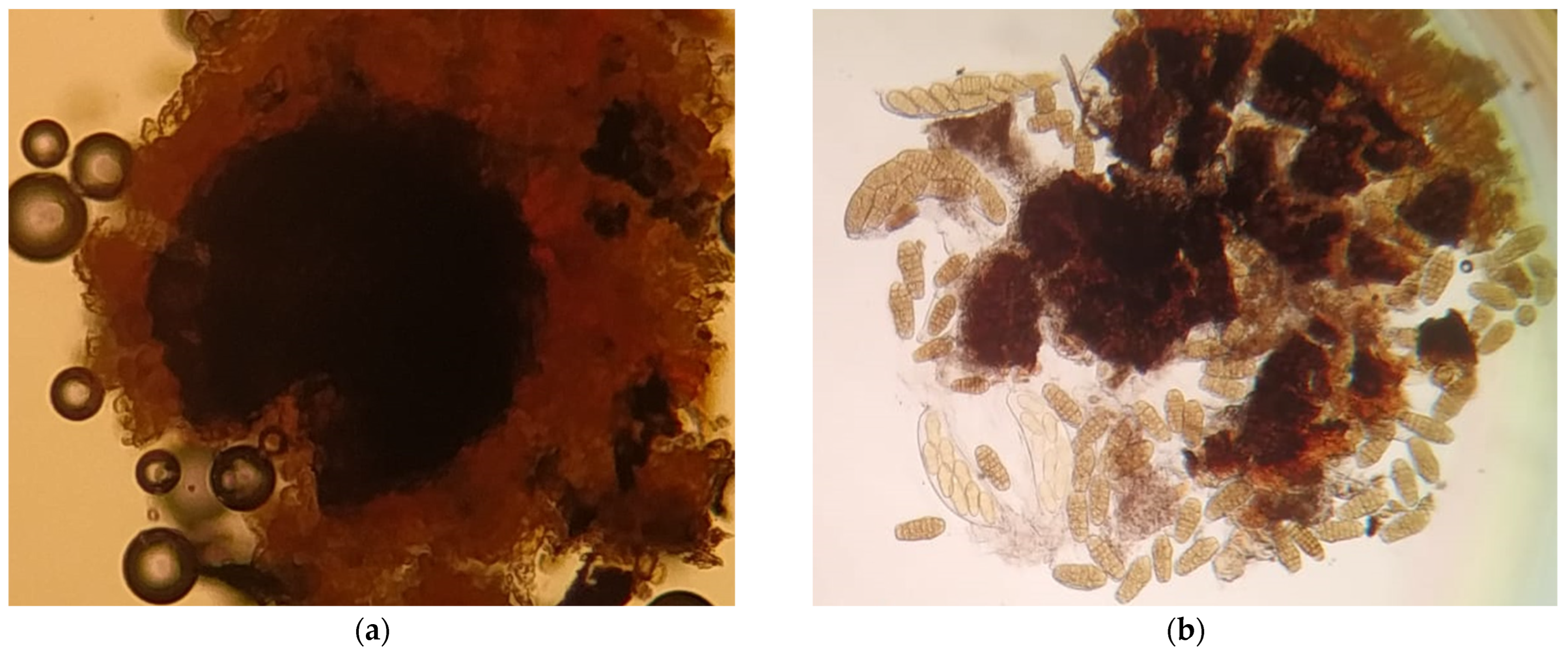 Agronomy 14 02522 g005