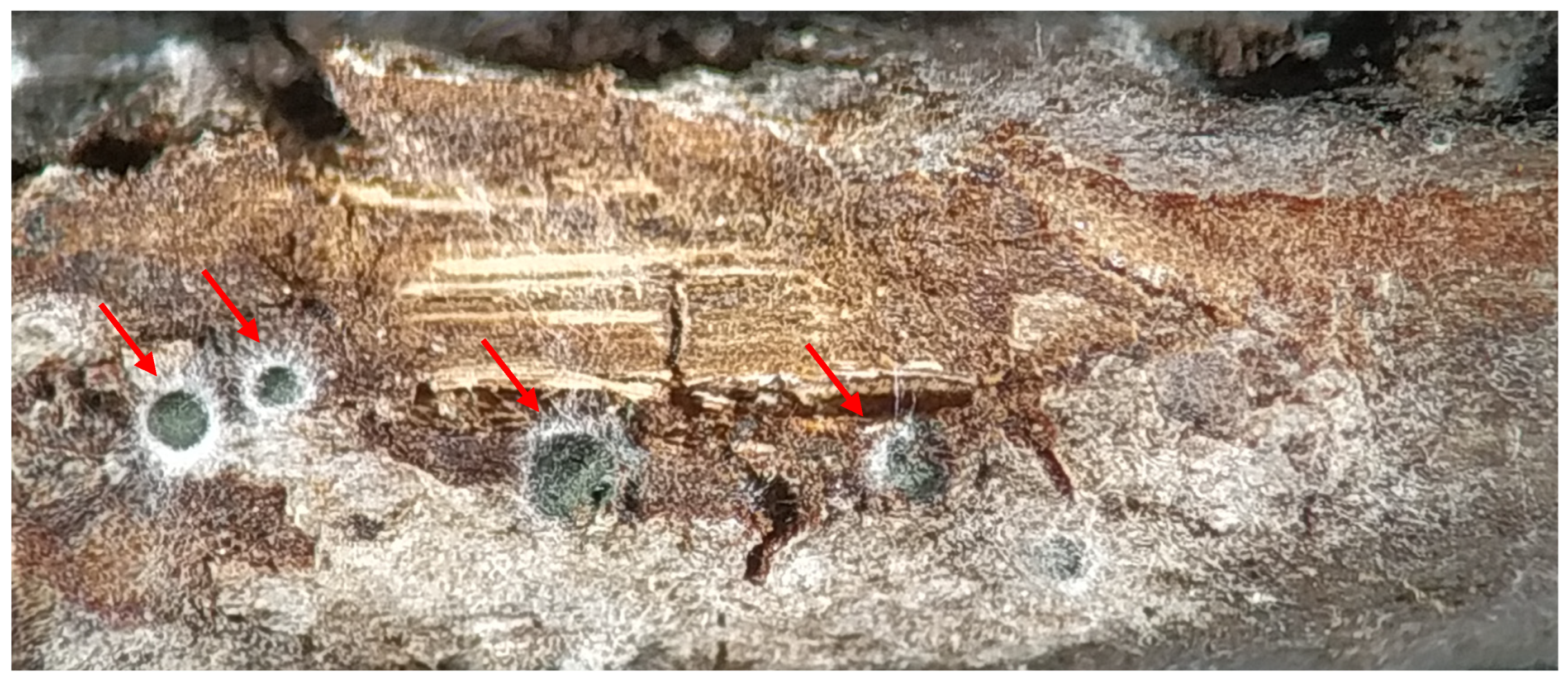 Agronomy 14 02522 g006