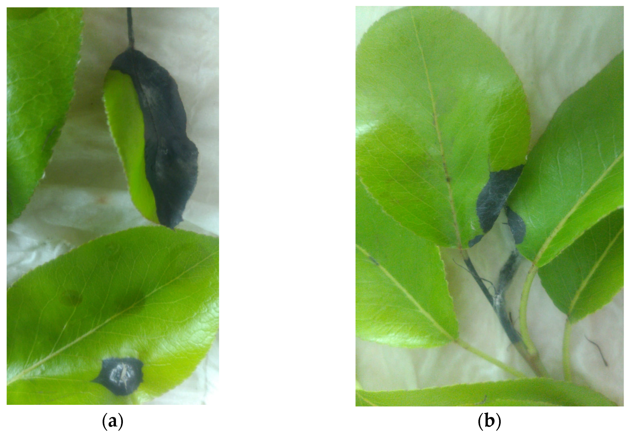 Agronomy 14 02522 g007