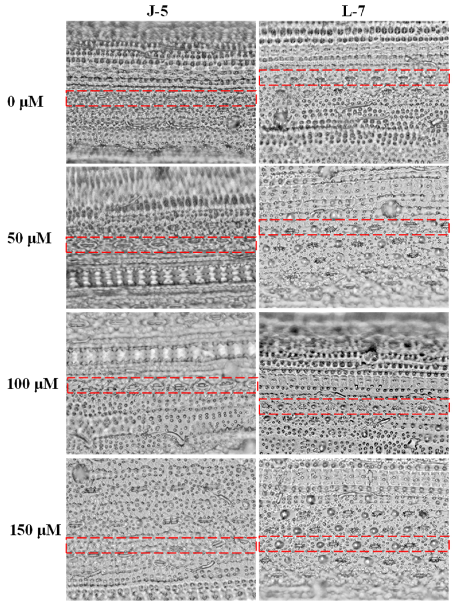 Agronomy 14 02524 g004