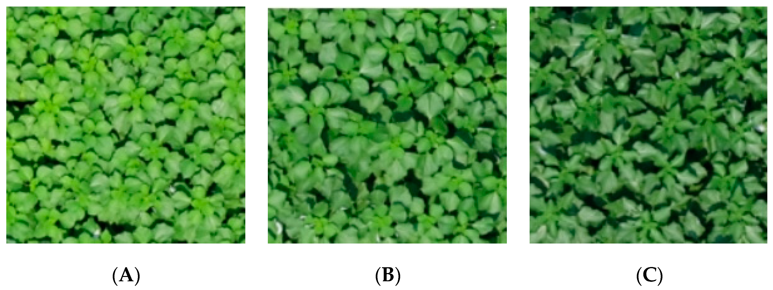 Agronomy 14 02534 g007